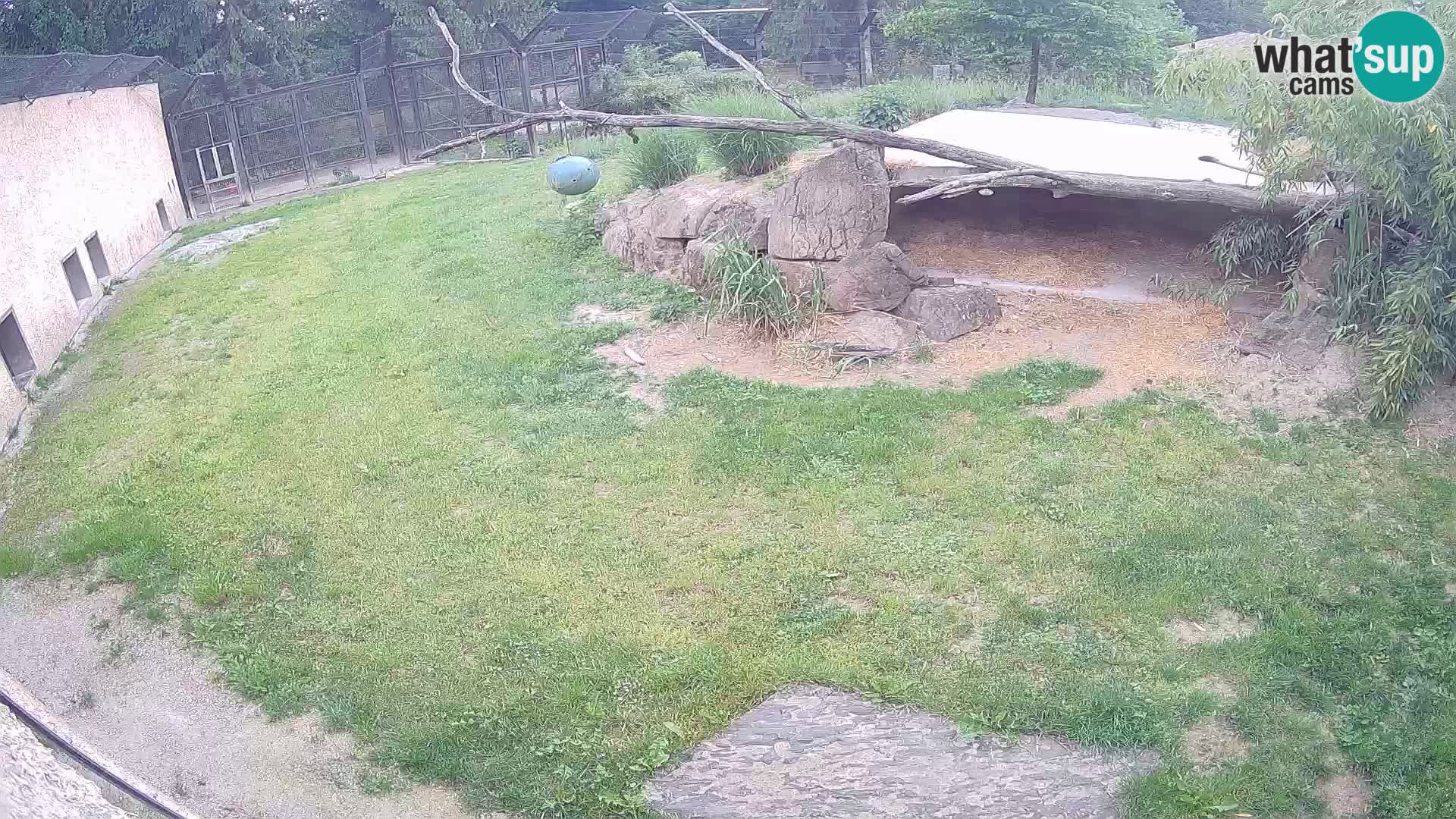 LION webcam en direct du zoo de Ljubljana – Slovénie
