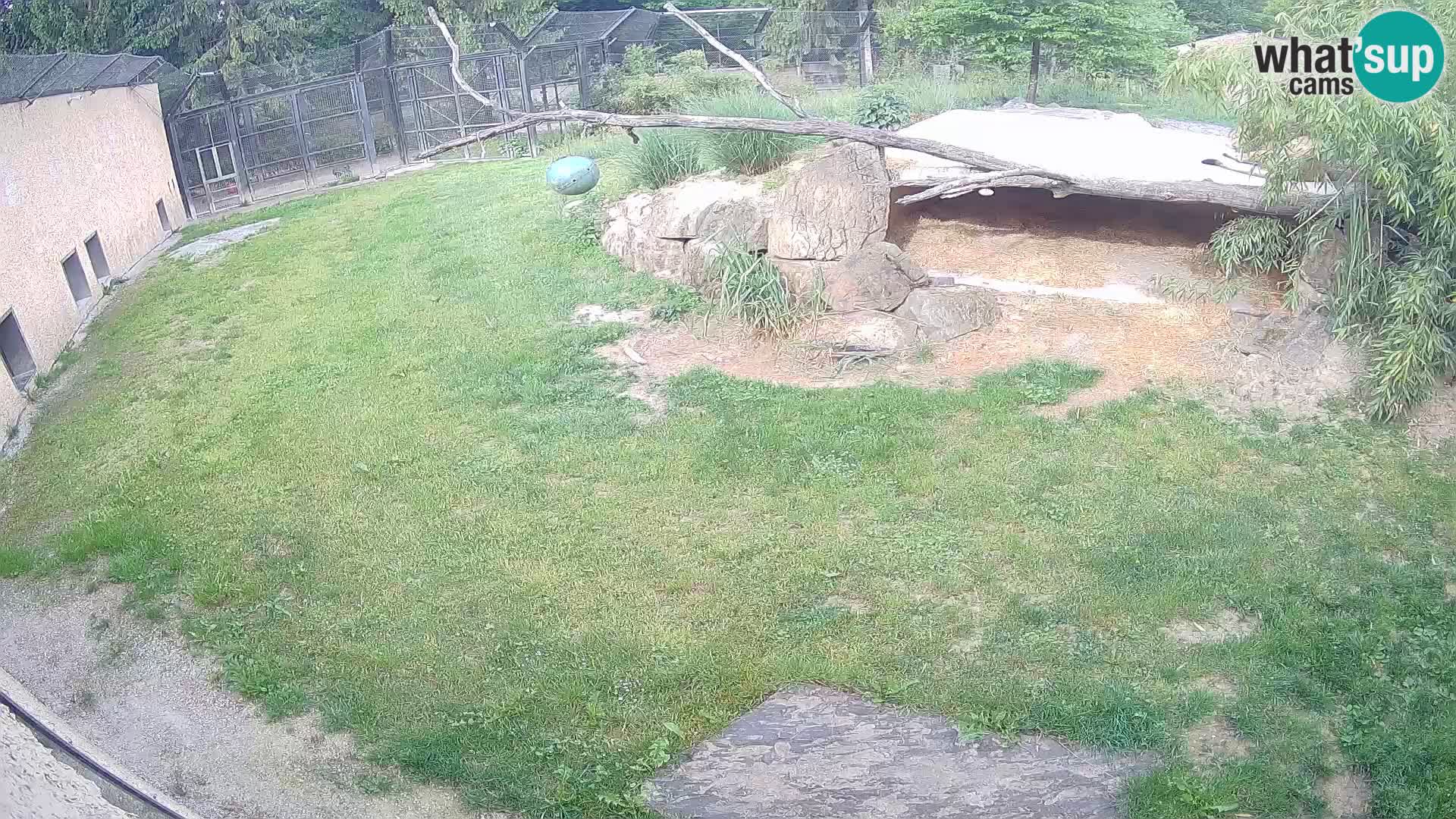 LION webcam en direct du zoo de Ljubljana – Slovénie