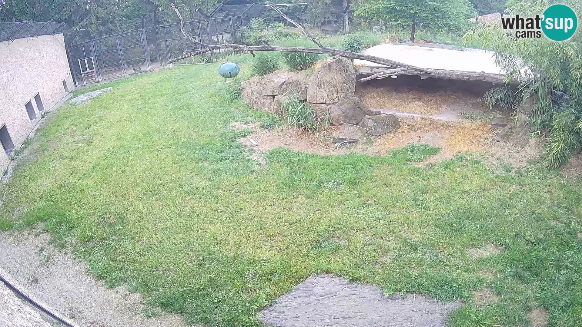 LEVI spletna kamera v živalskem vrtu Ljubljana Zoo