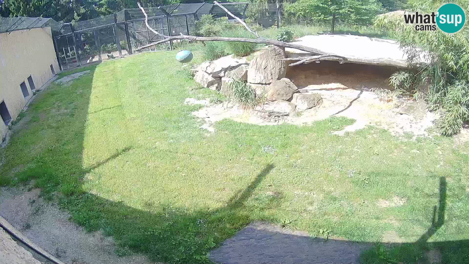 Lavovi web kamera uživo u ljubljanskom zoološkom vrtu – Slovenija