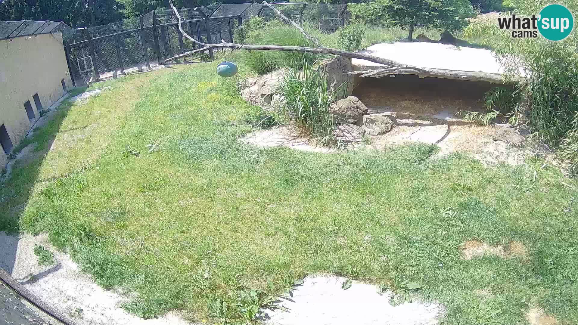 Lavovi web kamera uživo u ljubljanskom zoološkom vrtu – Slovenija