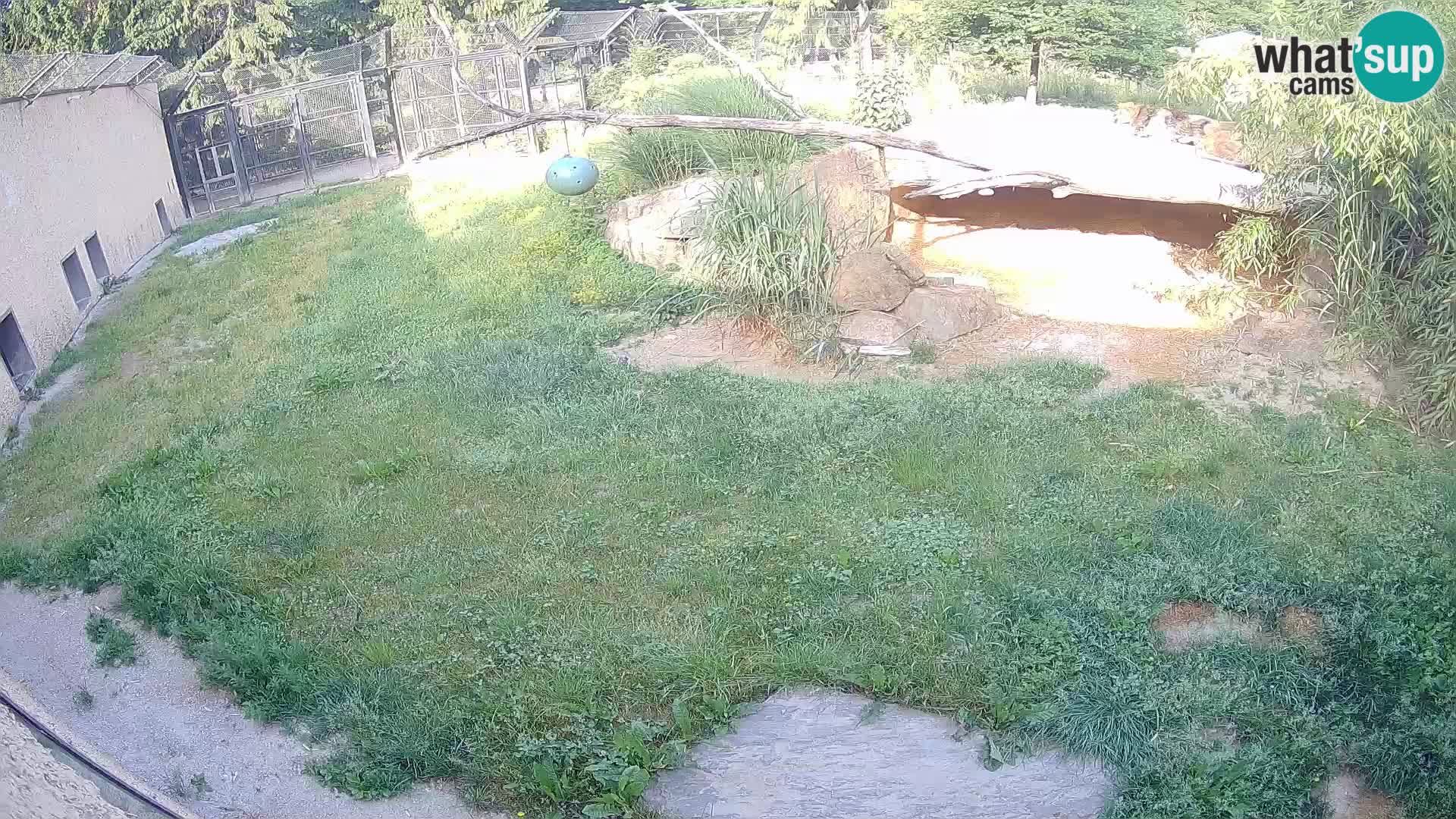 LEON Webcam en vivo en Ljubljana Zoo – Eslovenia