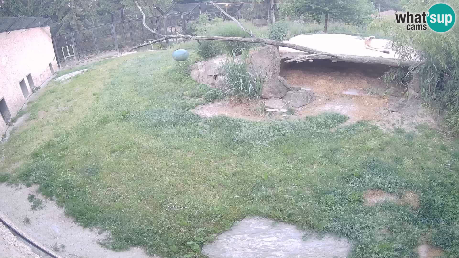 Lavovi web kamera uživo u ljubljanskom zoološkom vrtu – Slovenija