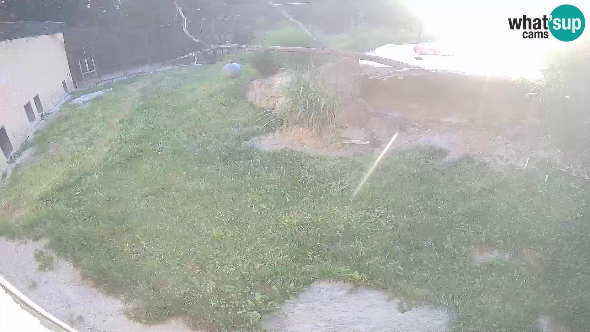 Löwe live Webcam im Zoo von Ljubljana – Slowenien