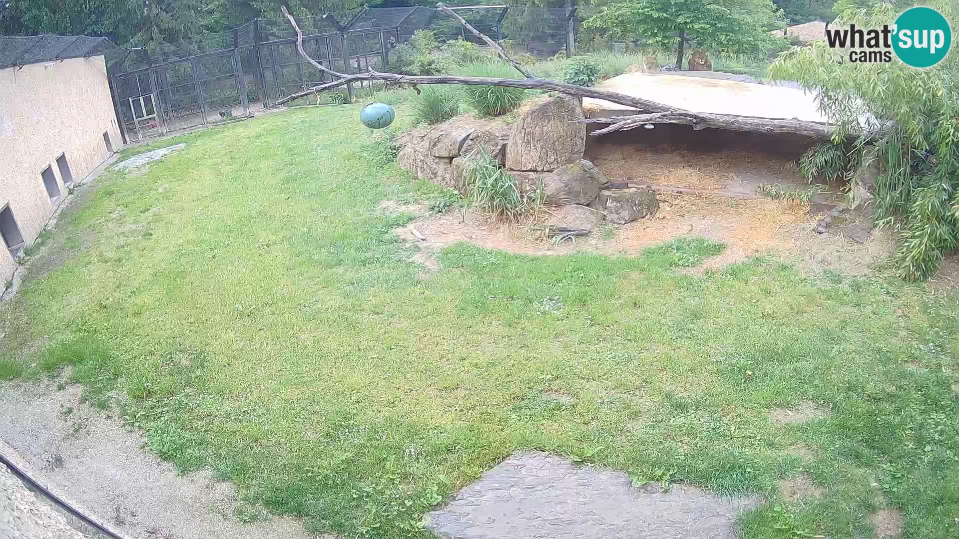 Lavovi web kamera uživo u ljubljanskom zoološkom vrtu – Slovenija
