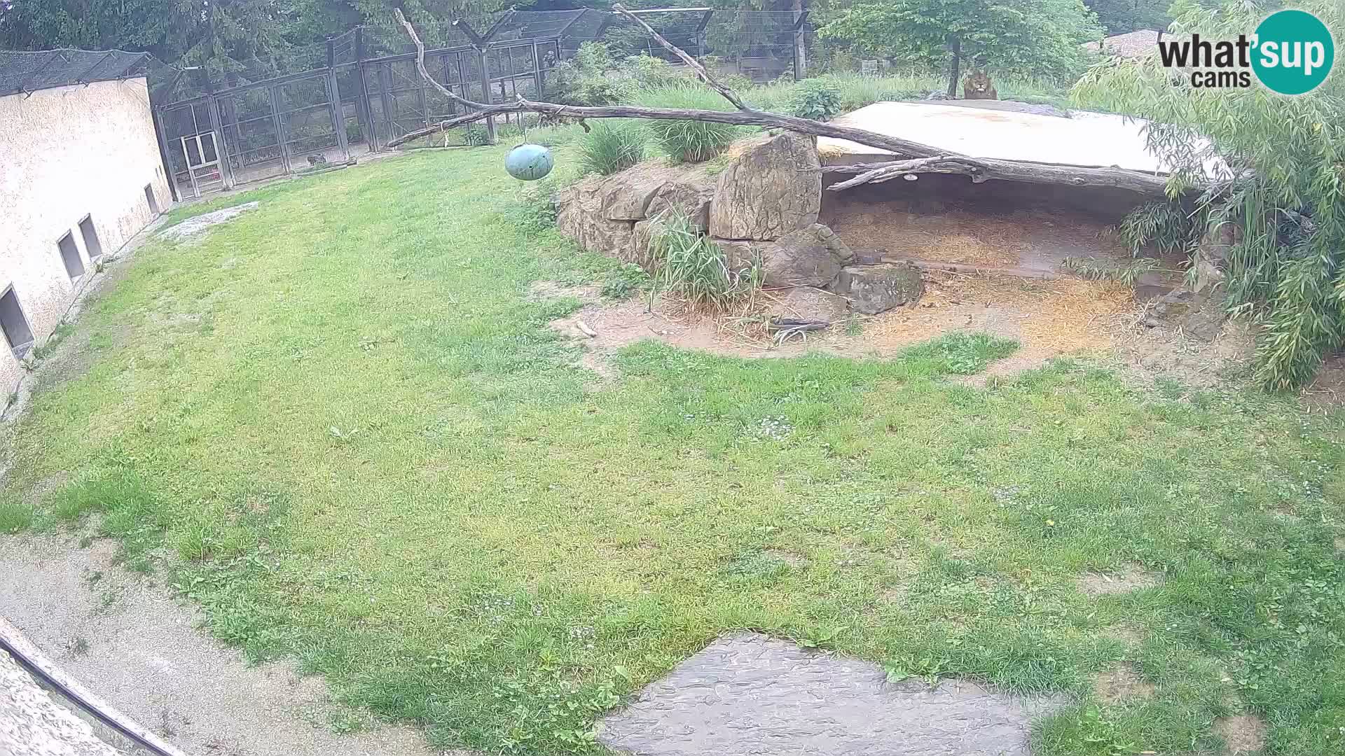 LION live Webcam in Ljubljana Zoo – Slovenia