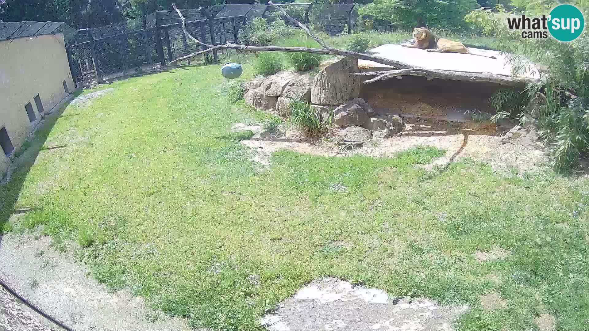 Löwe live Webcam im Zoo von Ljubljana – Slowenien