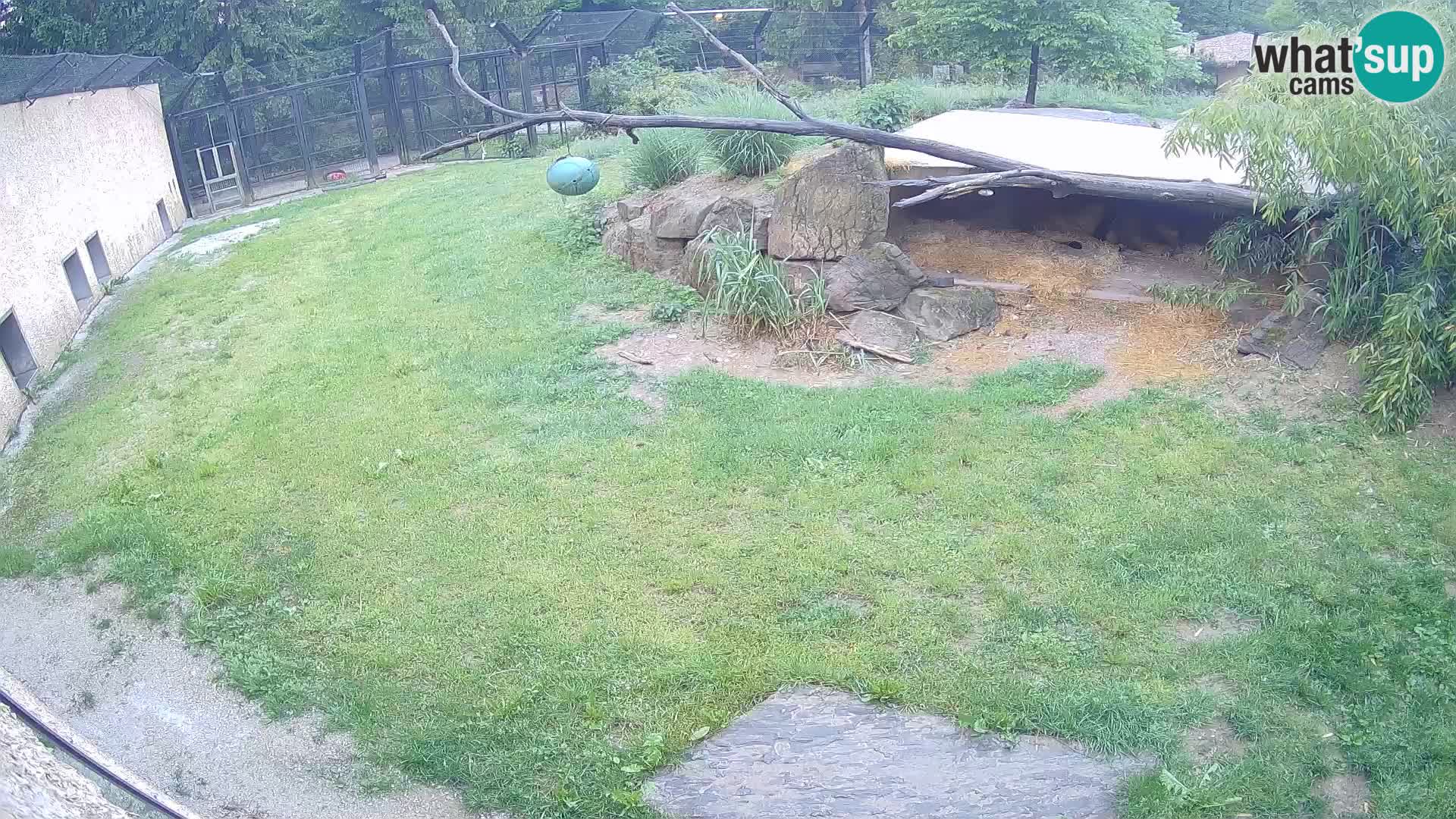 LION webcam en direct du zoo de Ljubljana – Slovénie