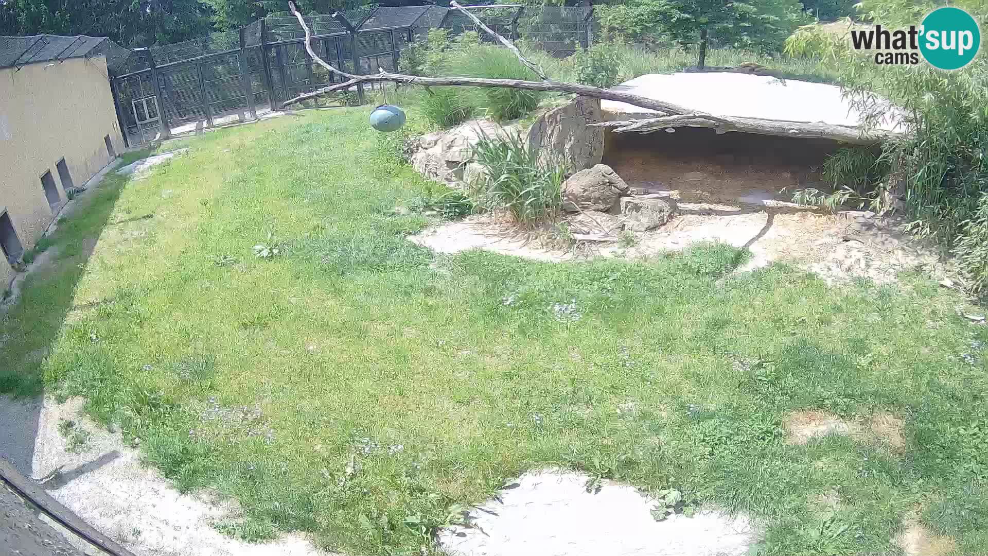 LION webcam en direct du zoo de Ljubljana – Slovénie