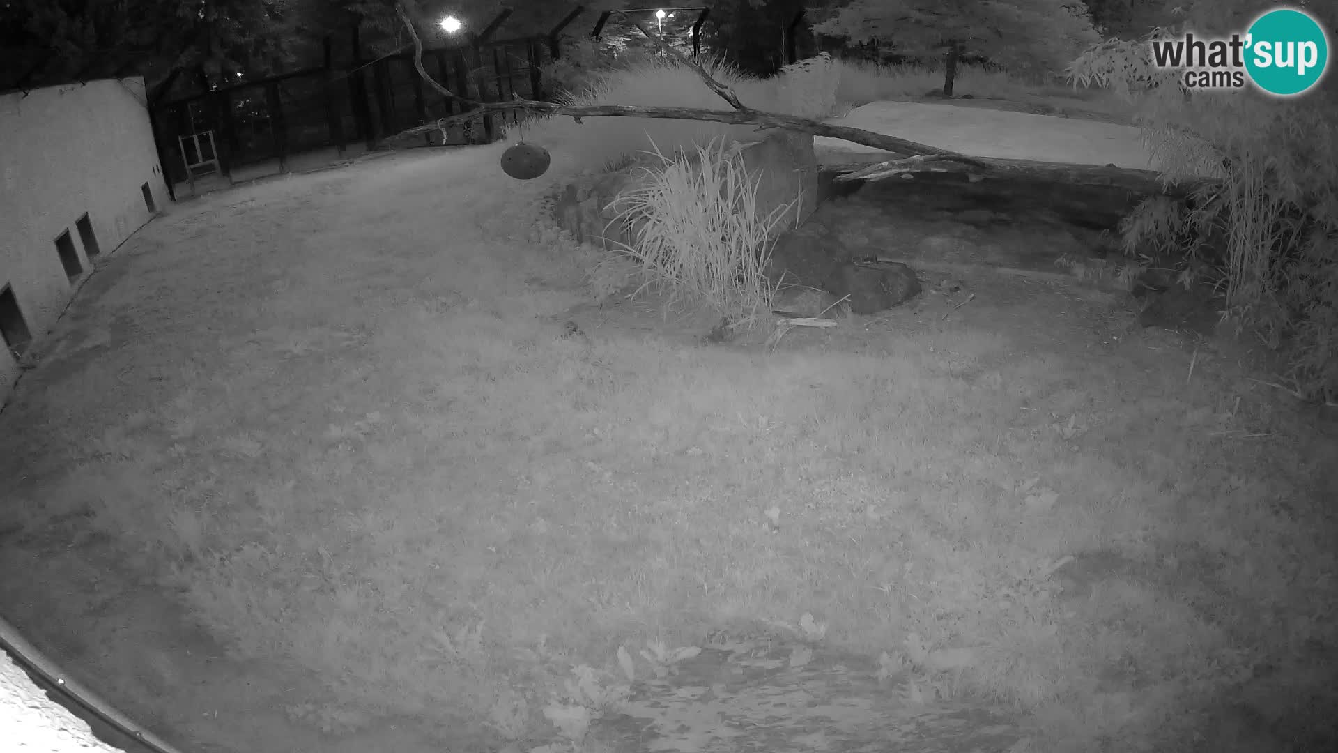 LEONE live Webcam nello zoo di Lubiana – Slovenia