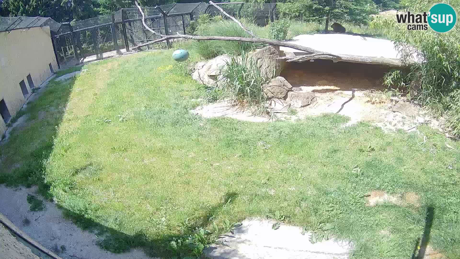 Lavovi web kamera uživo u ljubljanskom zoološkom vrtu – Slovenija
