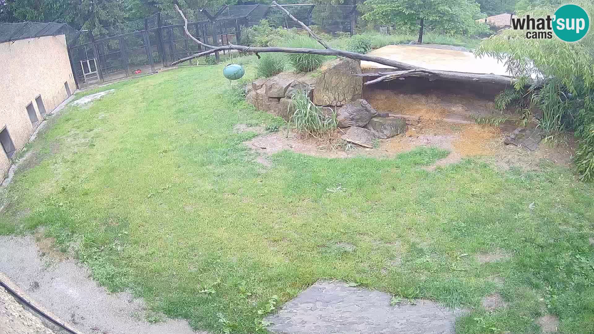 Lavovi web kamera uživo u ljubljanskom zoološkom vrtu – Slovenija