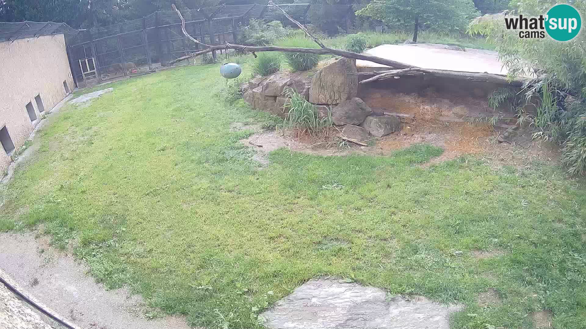 LEON Webcam en vivo en Ljubljana Zoo – Eslovenia