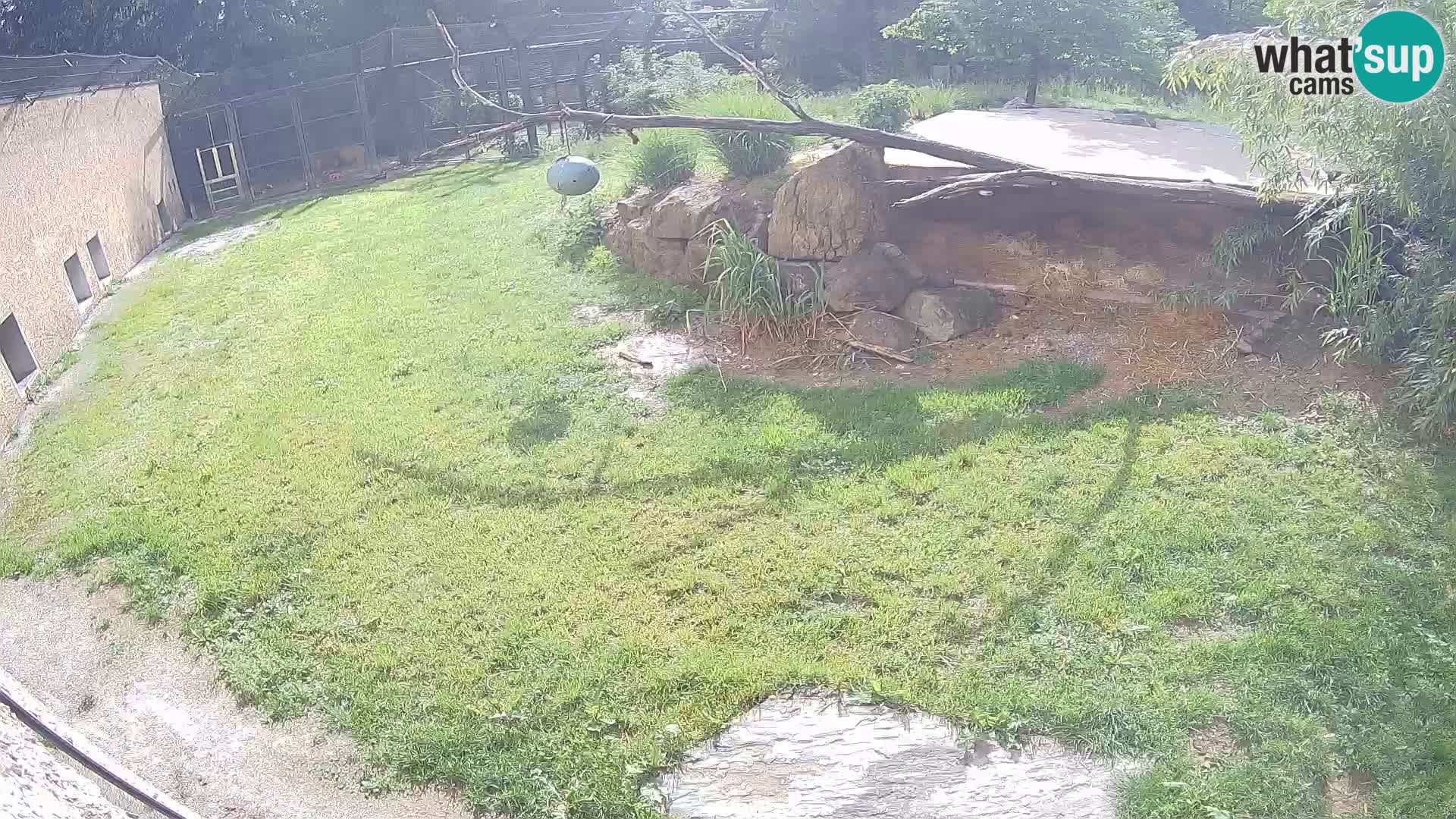 LEVI spletna kamera v živalskem vrtu Ljubljana Zoo