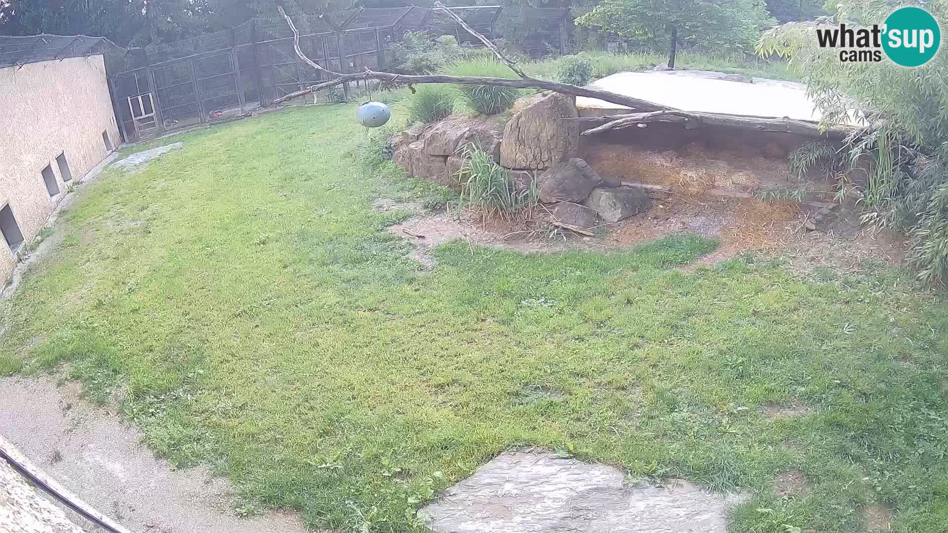 LION live Webcam in Ljubljana Zoo – Slovenia