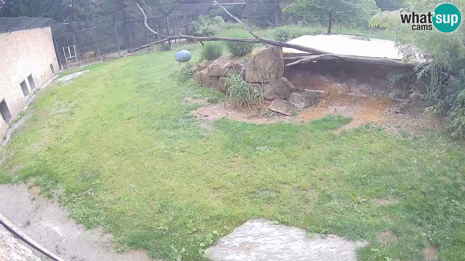 LEONE live Webcam nello zoo di Lubiana – Slovenia