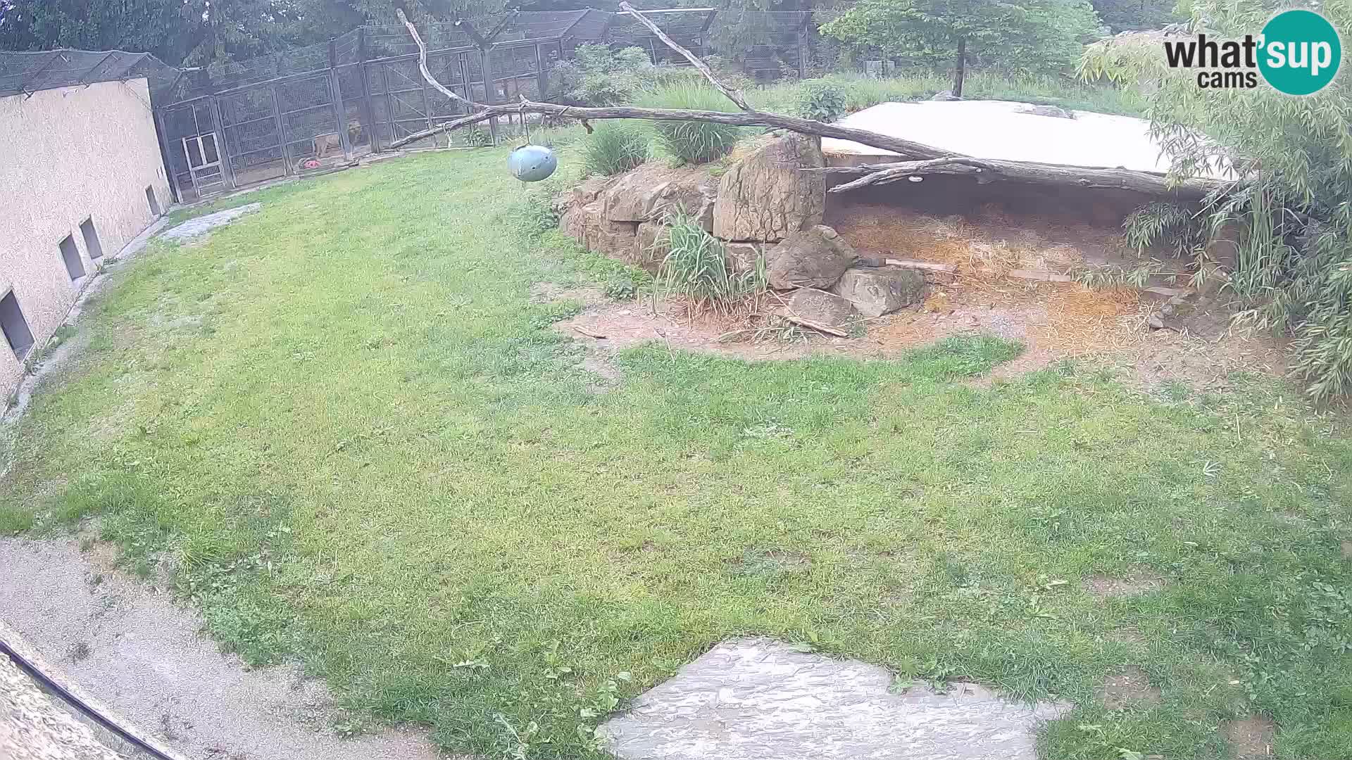 LION webcam en direct du zoo de Ljubljana – Slovénie