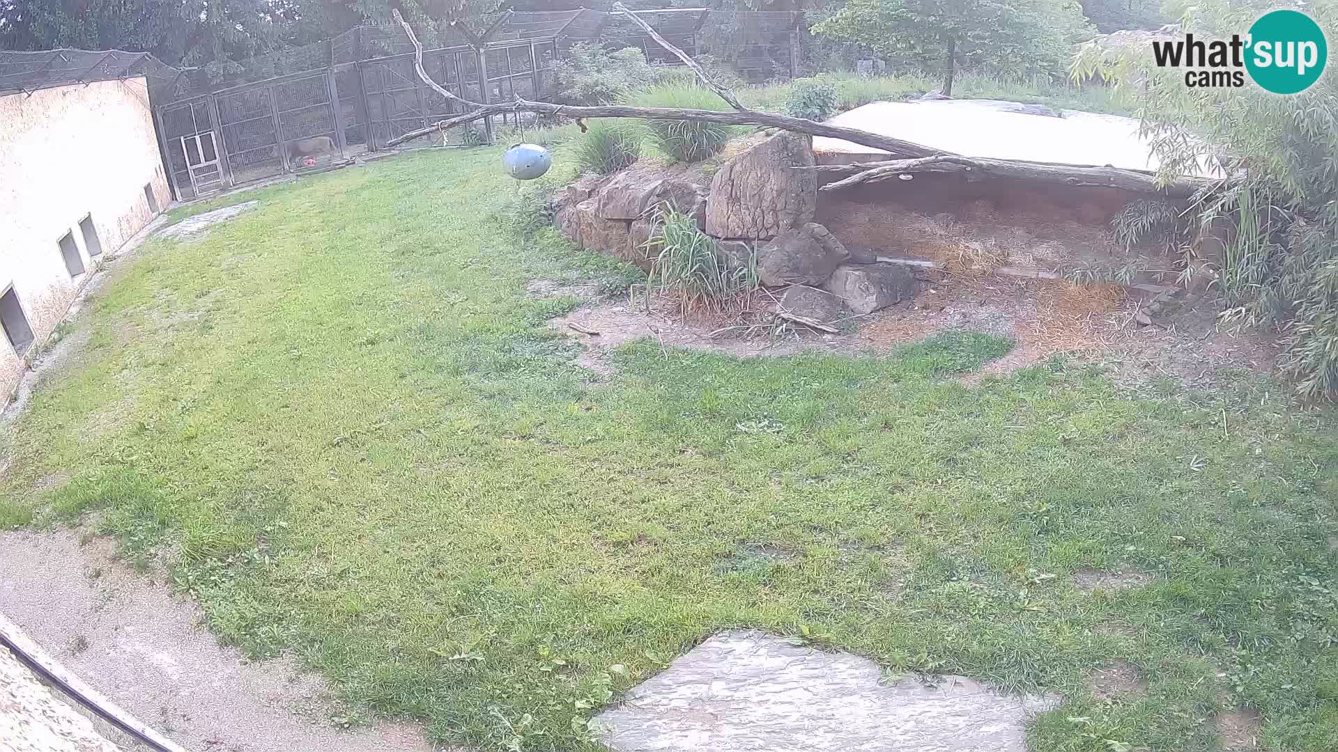 LION live Webcam in Ljubljana Zoo – Slovenia