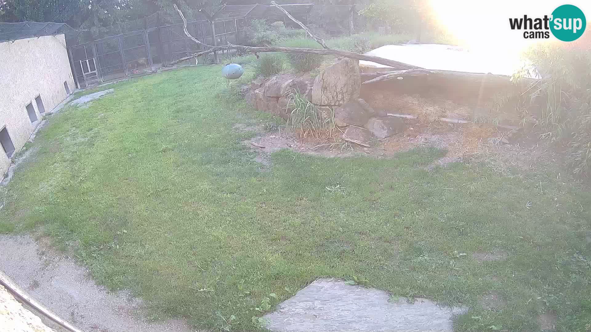 Löwe live Webcam im Zoo von Ljubljana – Slowenien