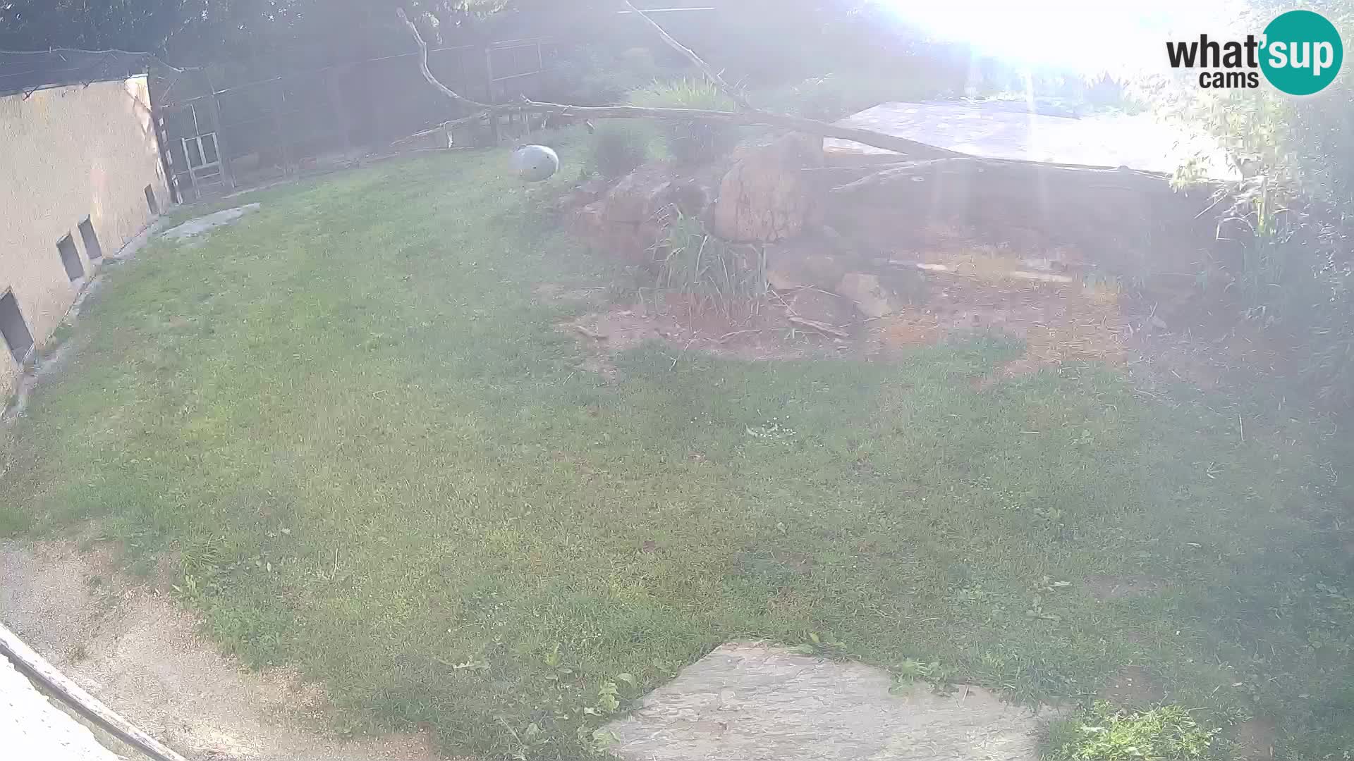 Löwe live Webcam im Zoo von Ljubljana – Slowenien