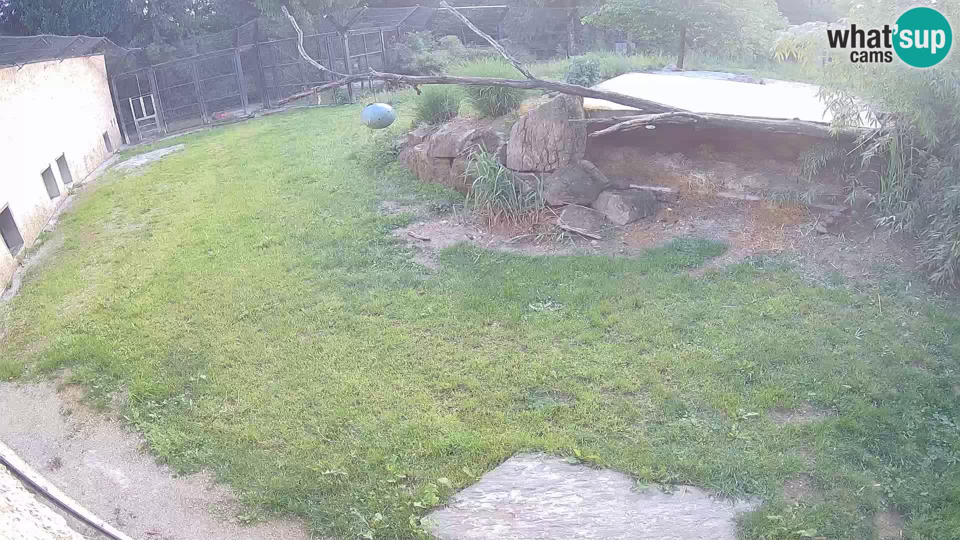 LEON Webcam en vivo en Ljubljana Zoo – Eslovenia