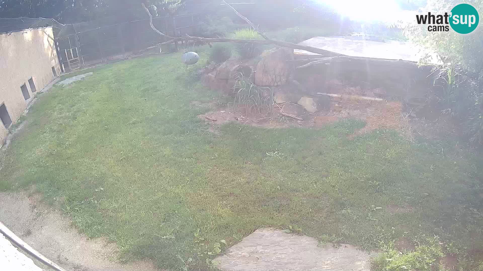 LION webcam en direct du zoo de Ljubljana – Slovénie