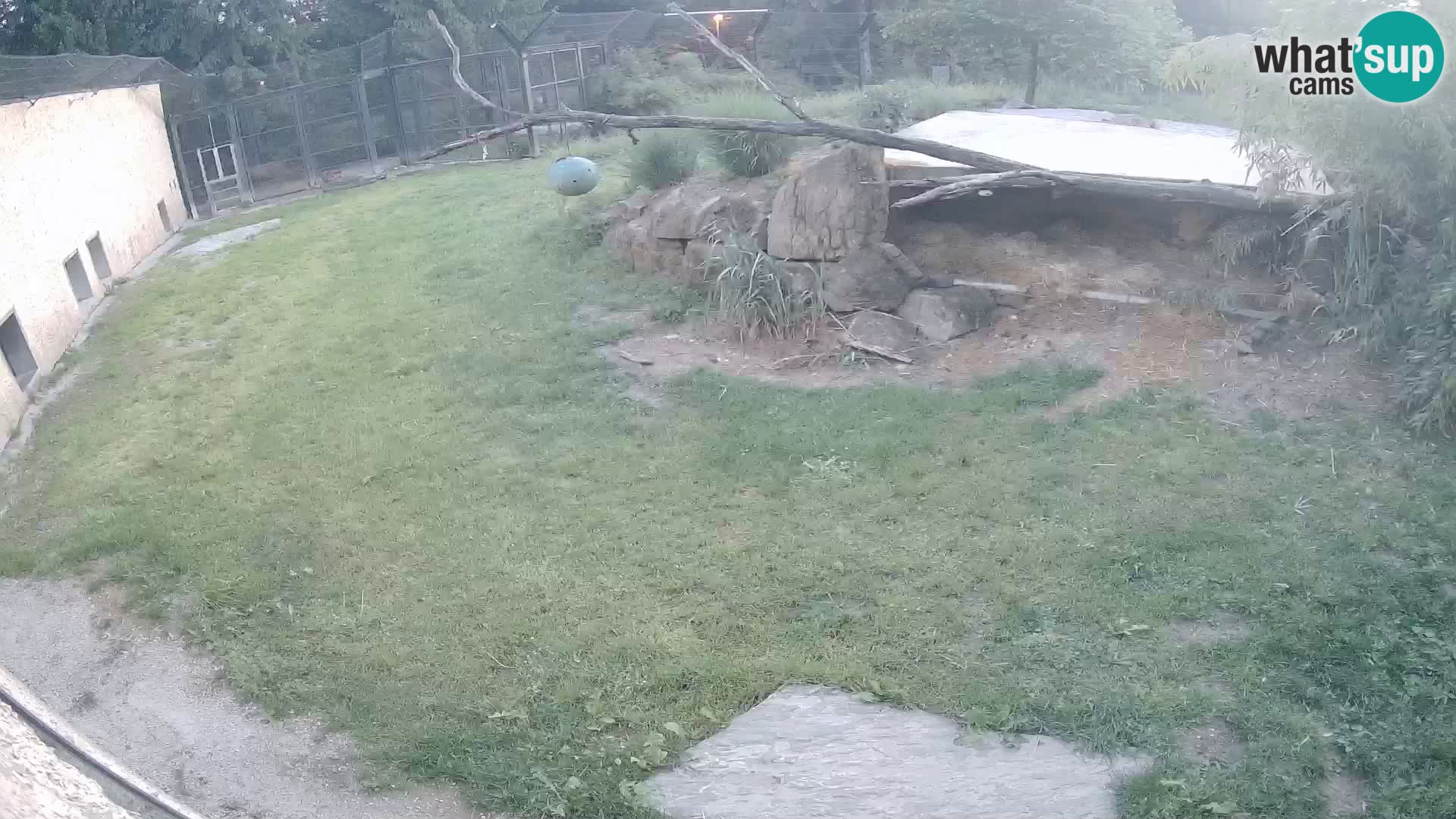 Löwe live Webcam im Zoo von Ljubljana – Slowenien