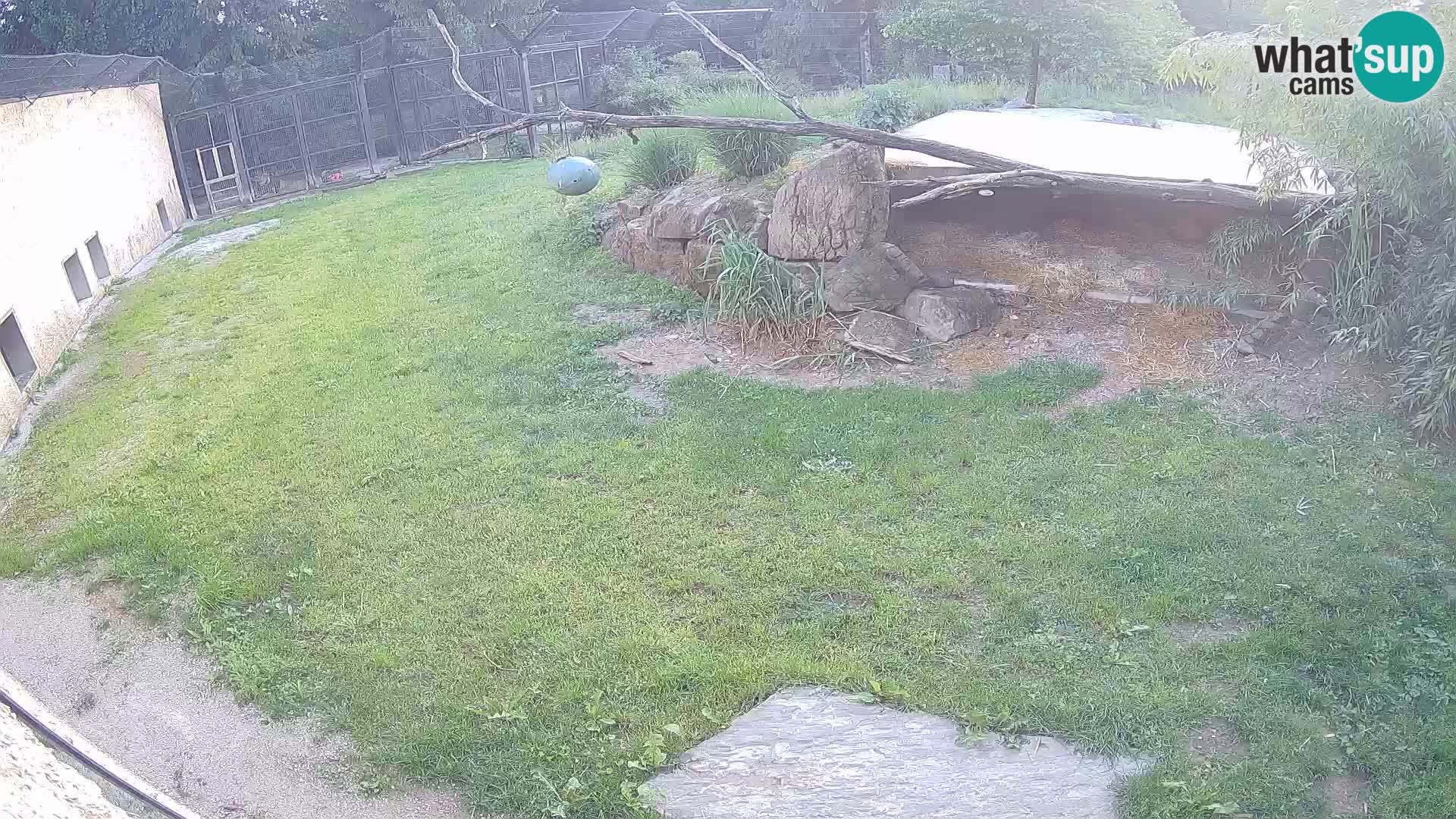 LEVI spletna kamera v živalskem vrtu Ljubljana Zoo