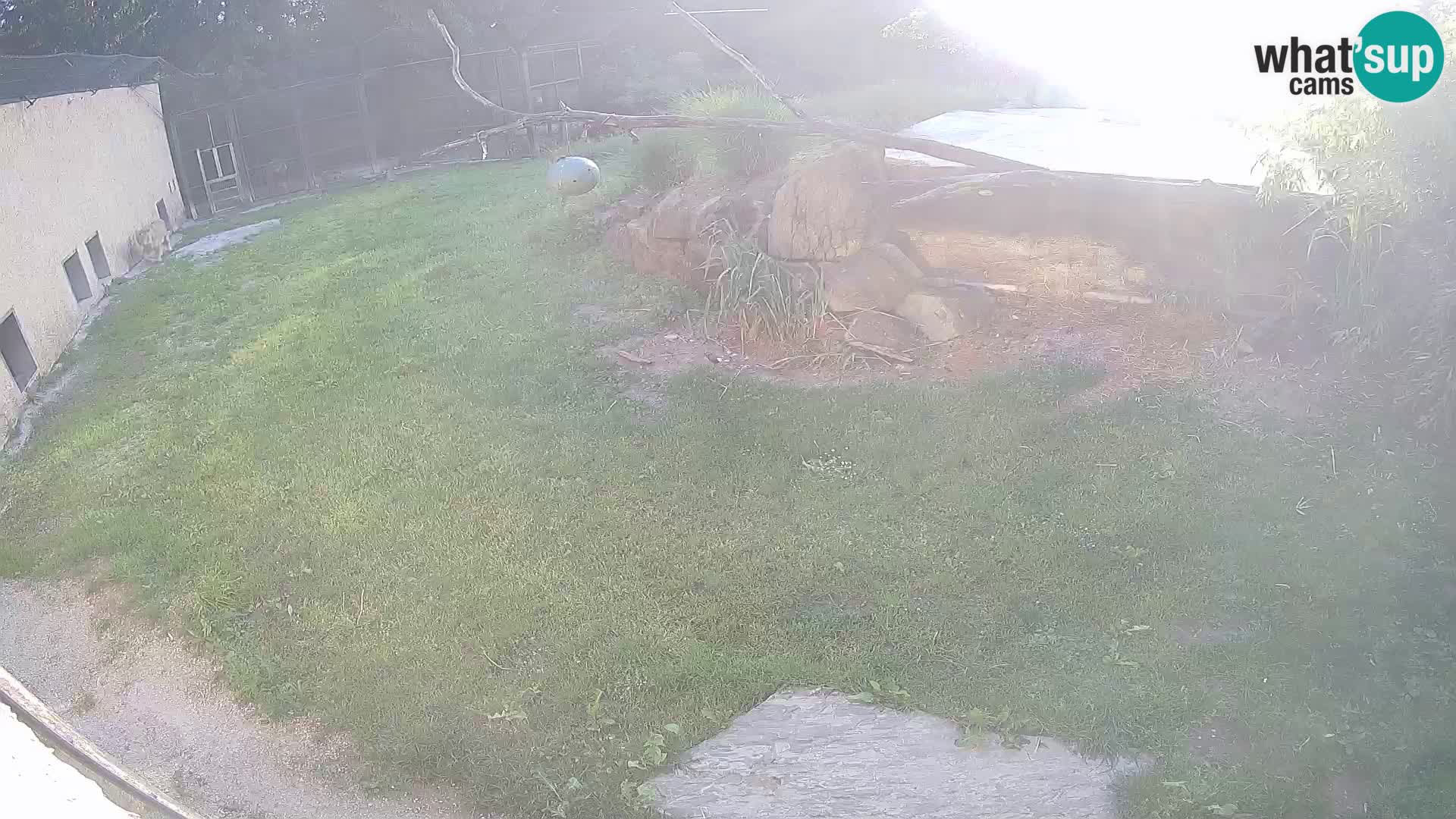 LEONE live Webcam nello zoo di Lubiana – Slovenia