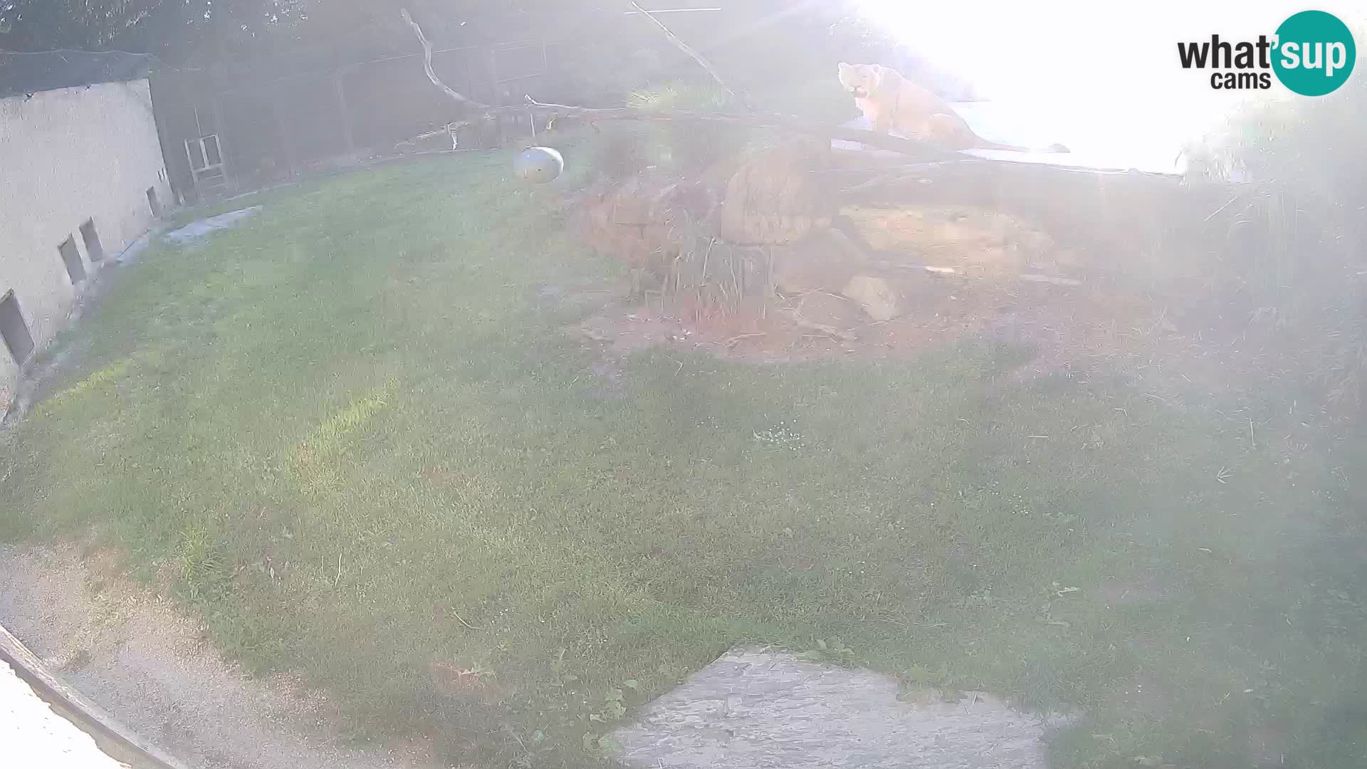 LEVI spletna kamera v živalskem vrtu Ljubljana Zoo