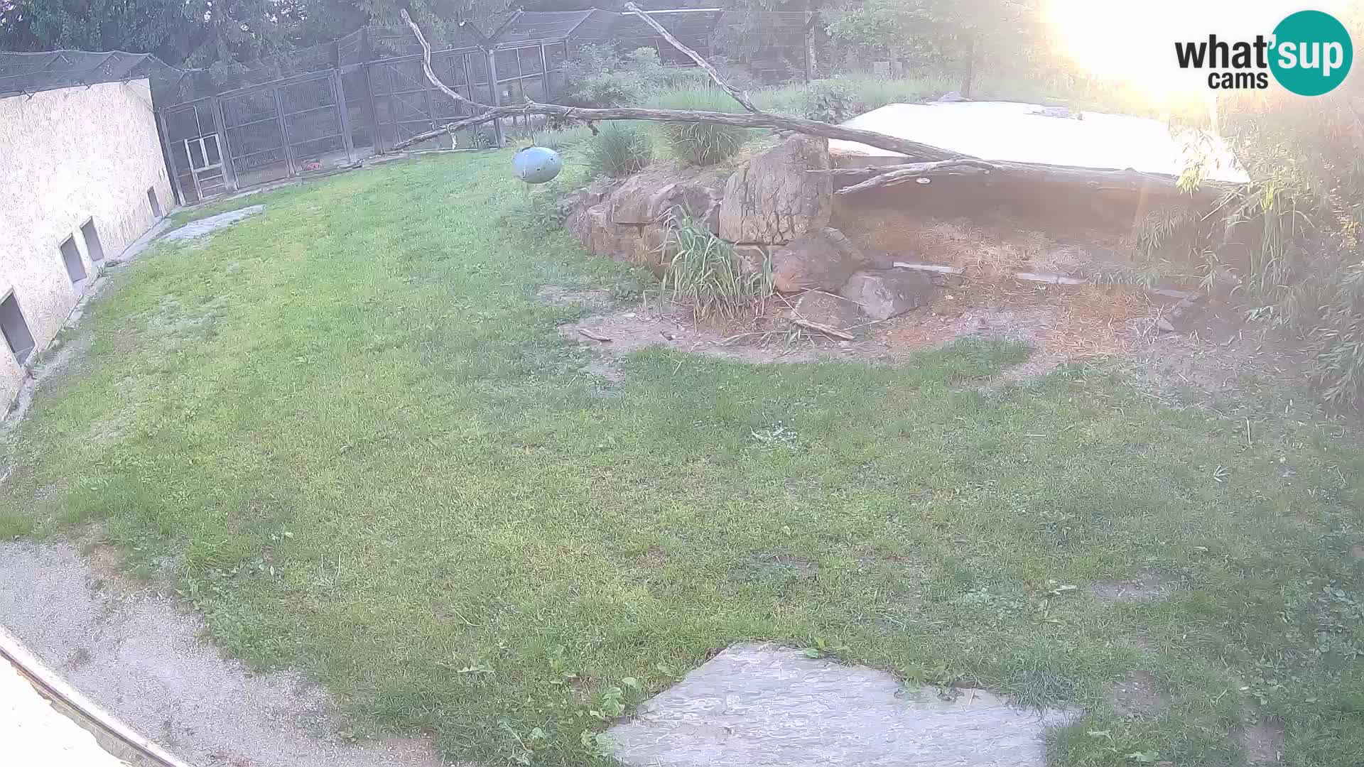 LION webcam en direct du zoo de Ljubljana – Slovénie