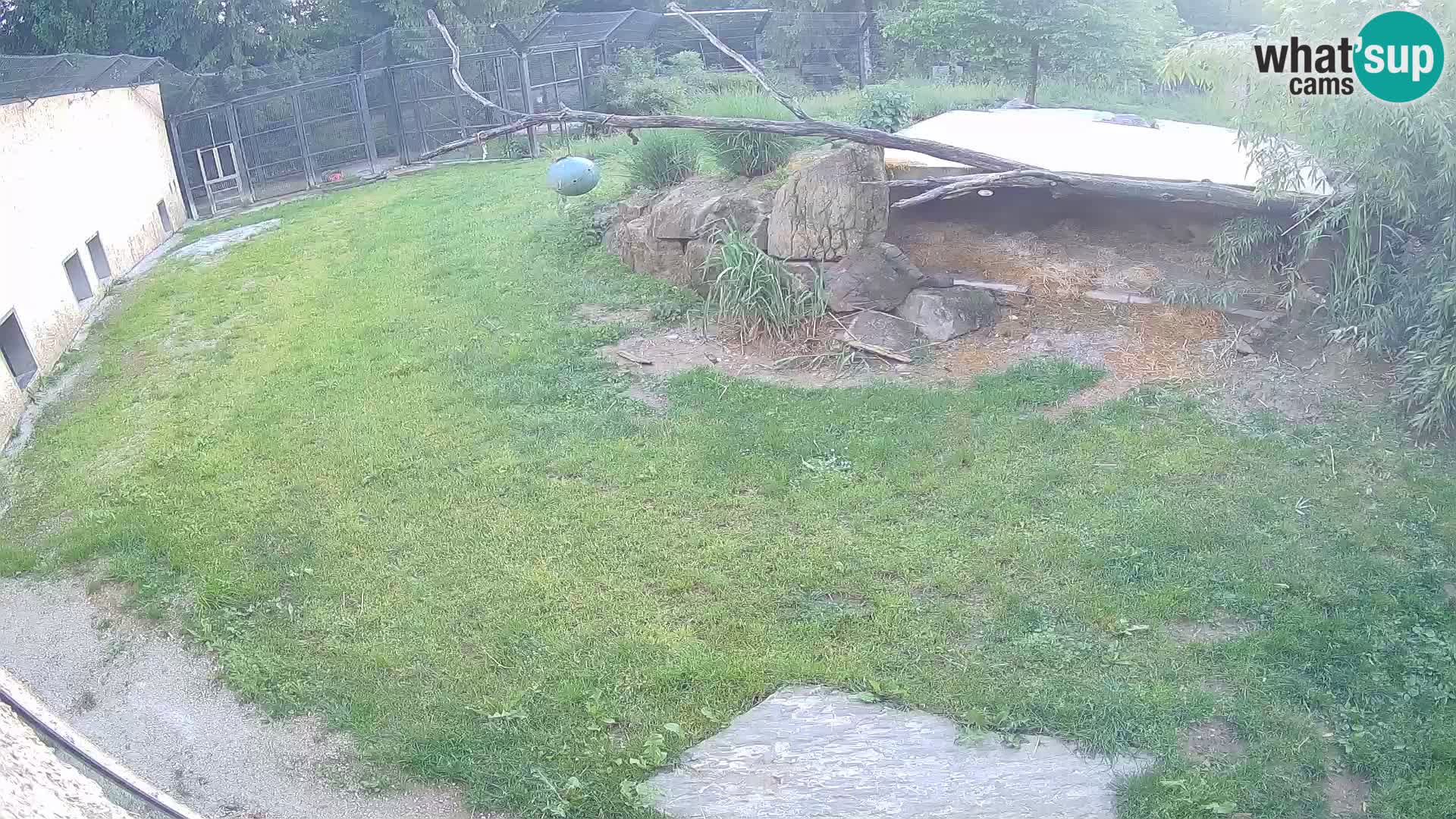 Löwe live Webcam im Zoo von Ljubljana – Slowenien