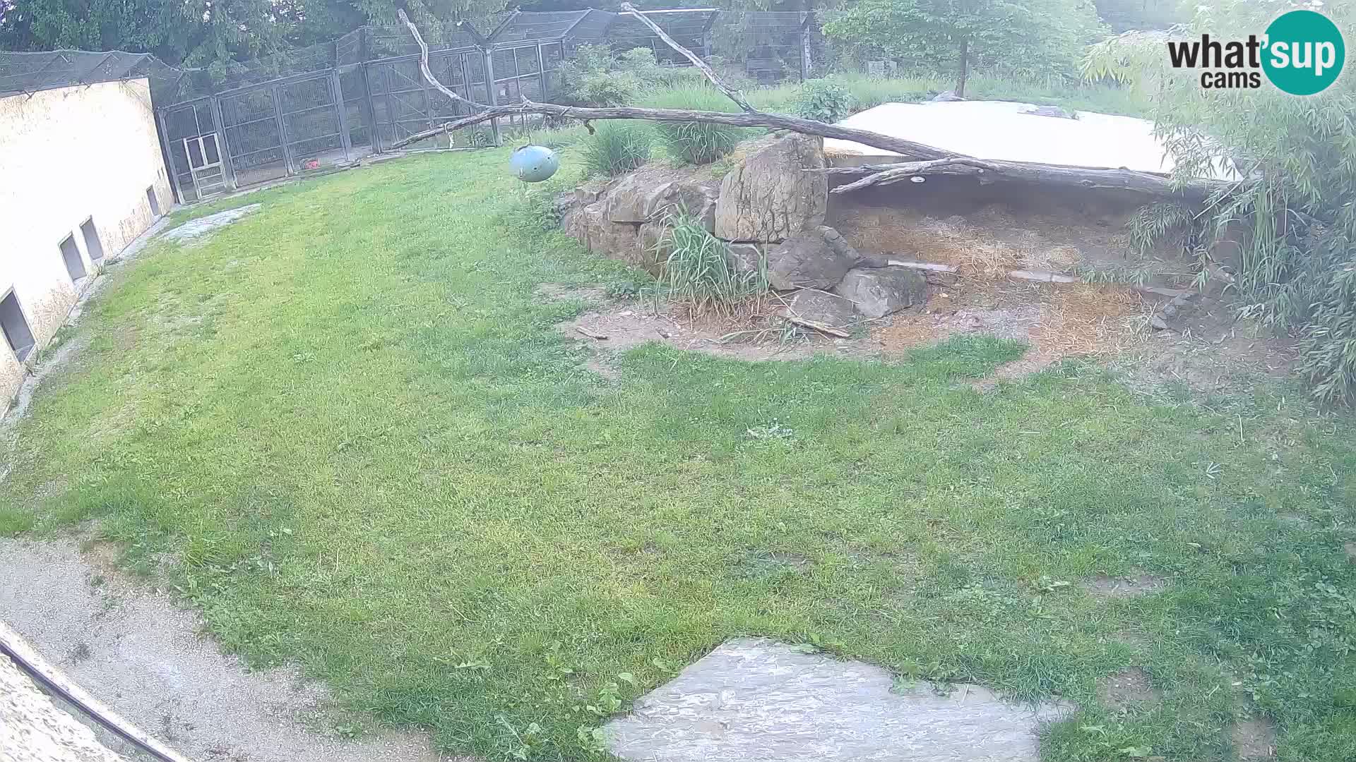 LION live Webcam in Ljubljana Zoo – Slovenia
