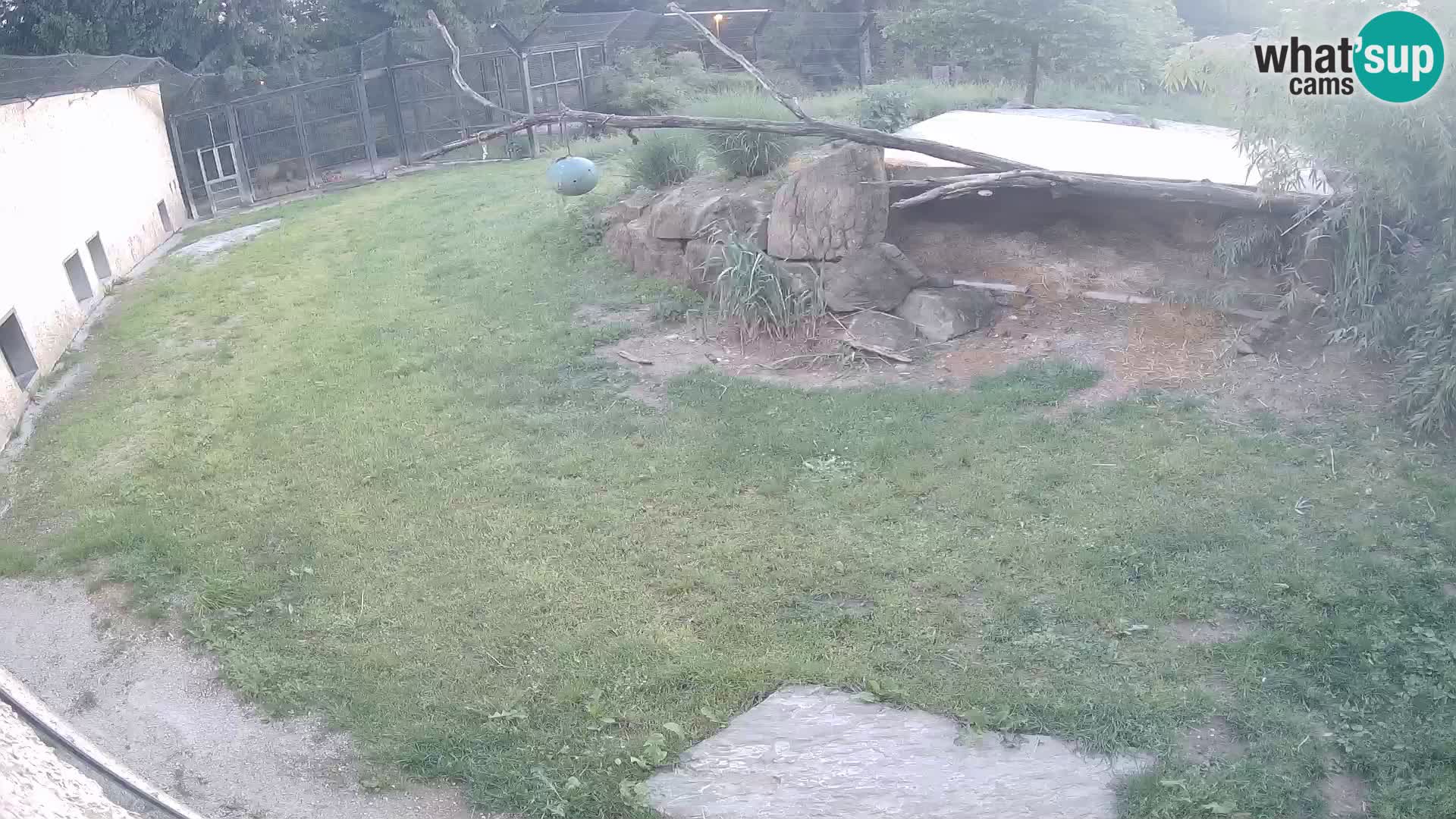 LEONE live Webcam nello zoo di Lubiana – Slovenia