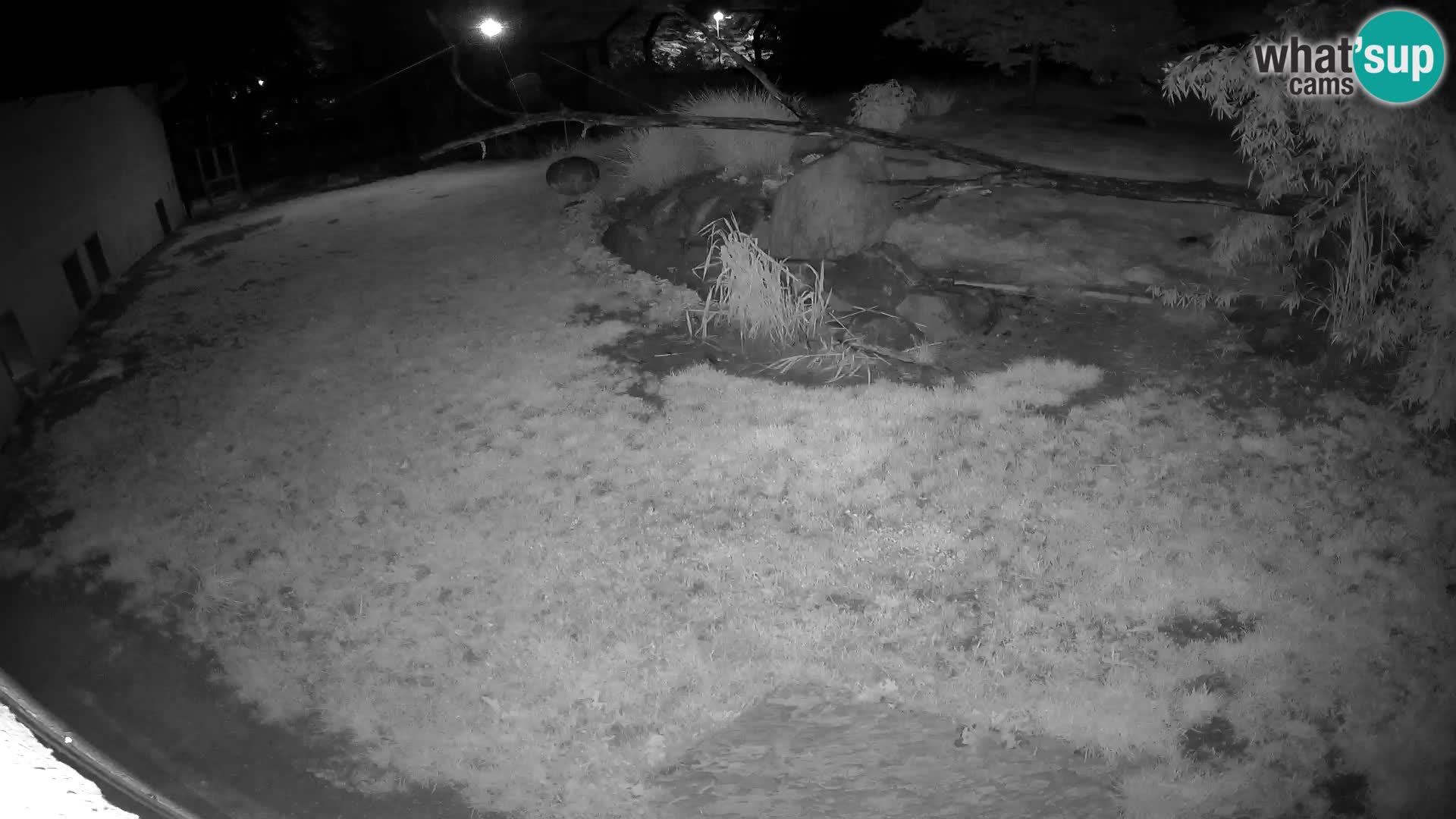 LION live Webcam in Ljubljana Zoo – Slovenia