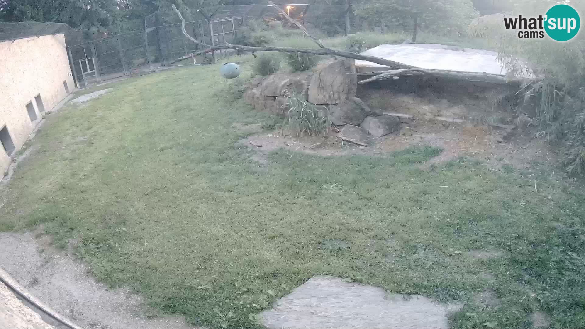 LION live Webcam in Ljubljana Zoo – Slovenia