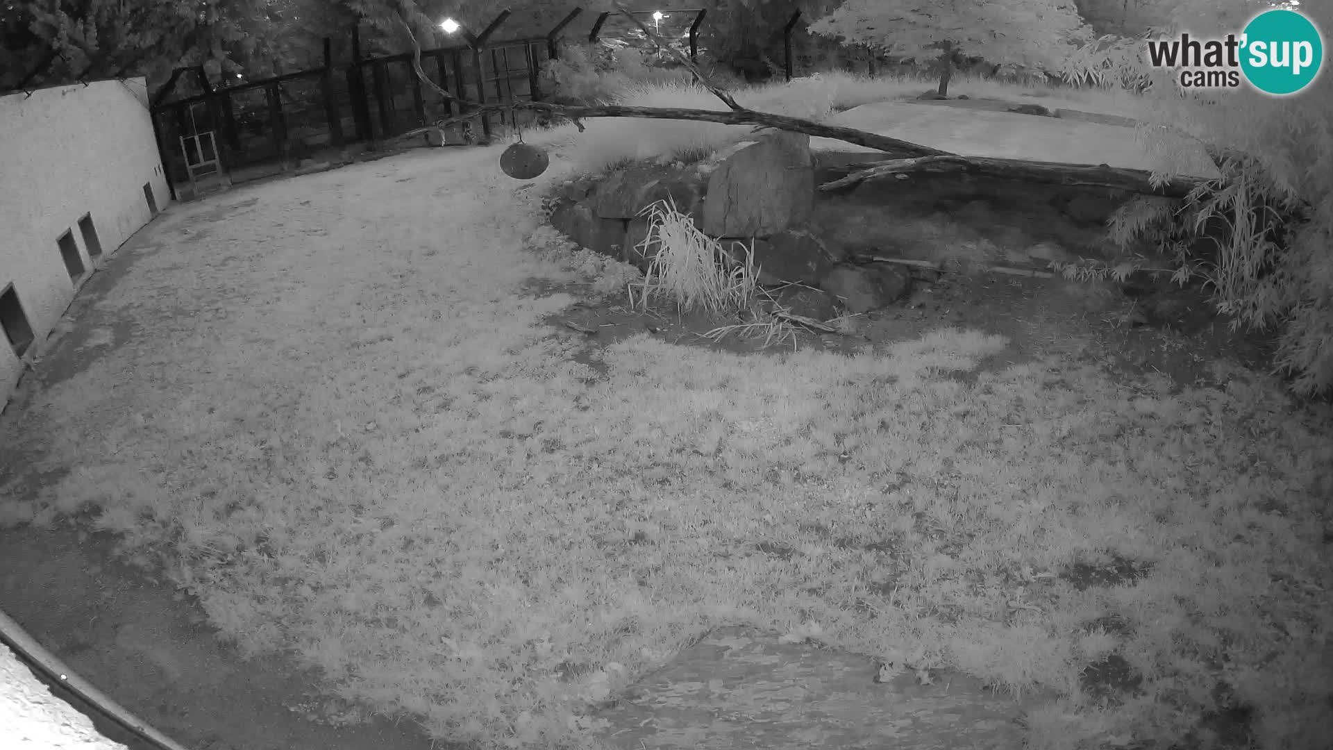 LION live Webcam in Ljubljana Zoo – Slovenia