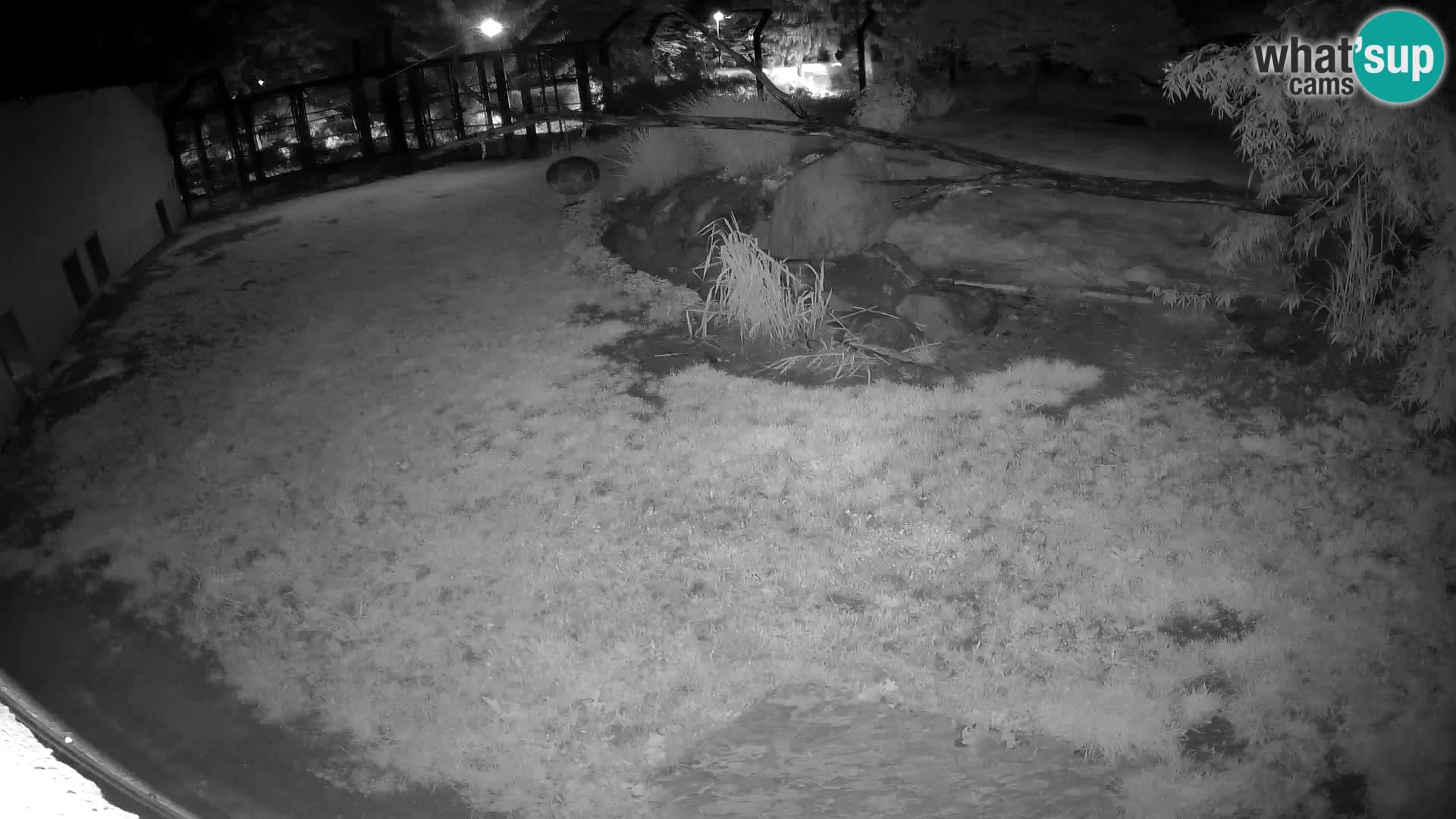 Löwe live Webcam im Zoo von Ljubljana – Slowenien