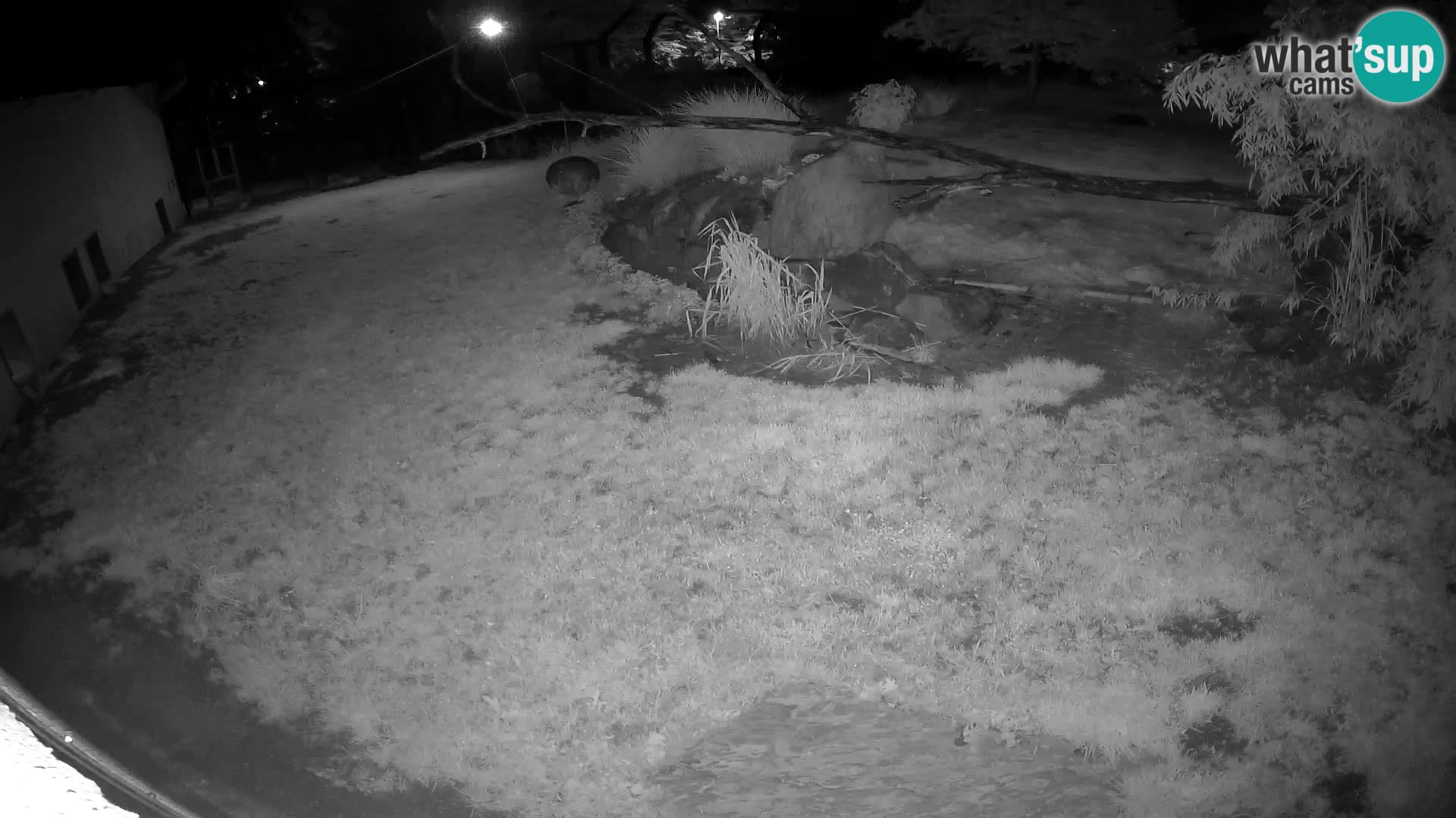 LEONE live Webcam nello zoo di Lubiana – Slovenia