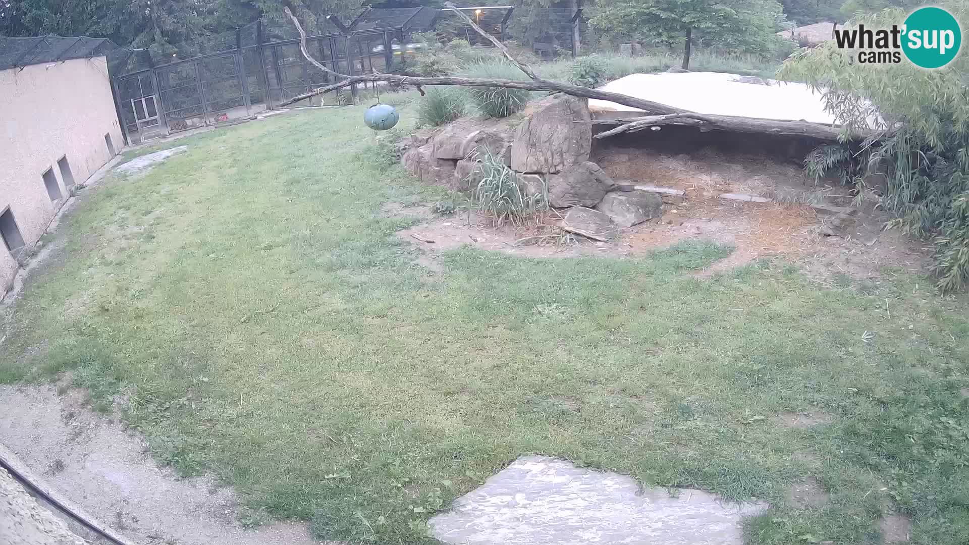 LION live Webcam in Ljubljana Zoo – Slovenia