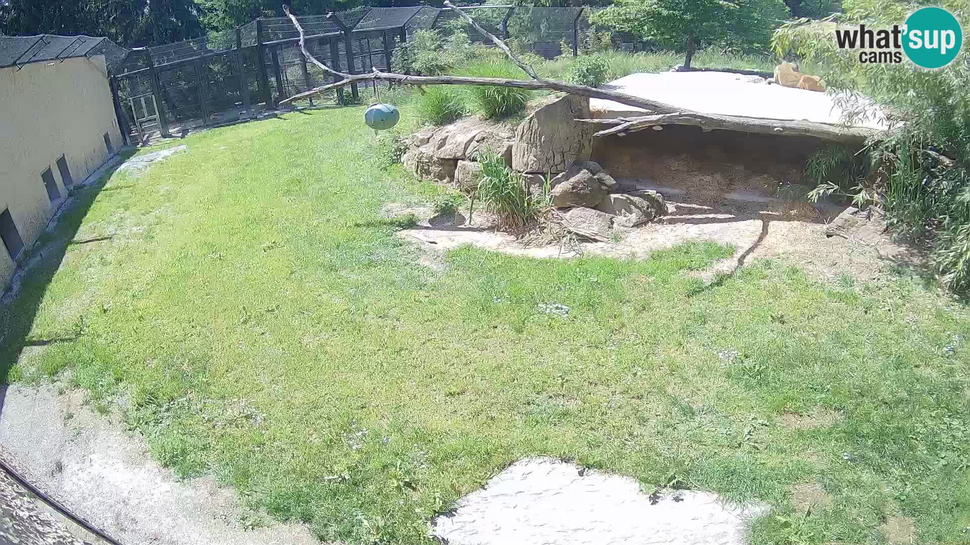 LEON Webcam en vivo en Ljubljana Zoo – Eslovenia