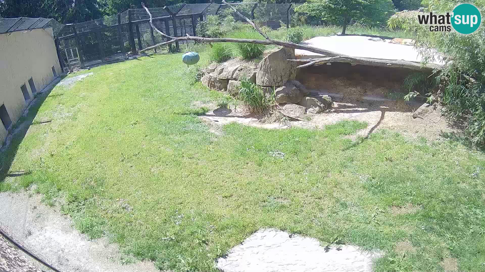 Lavovi web kamera uživo u ljubljanskom zoološkom vrtu – Slovenija