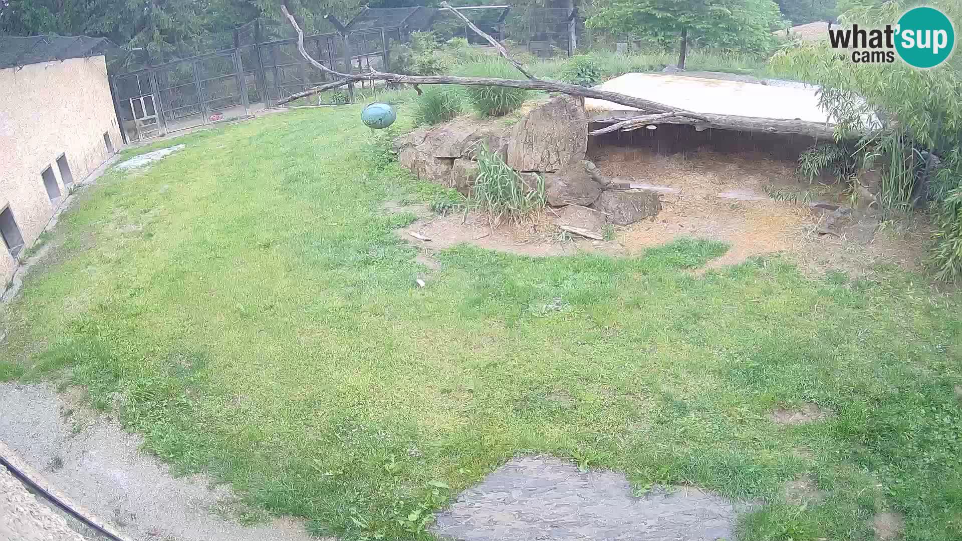 LEVI spletna kamera v živalskem vrtu Ljubljana Zoo