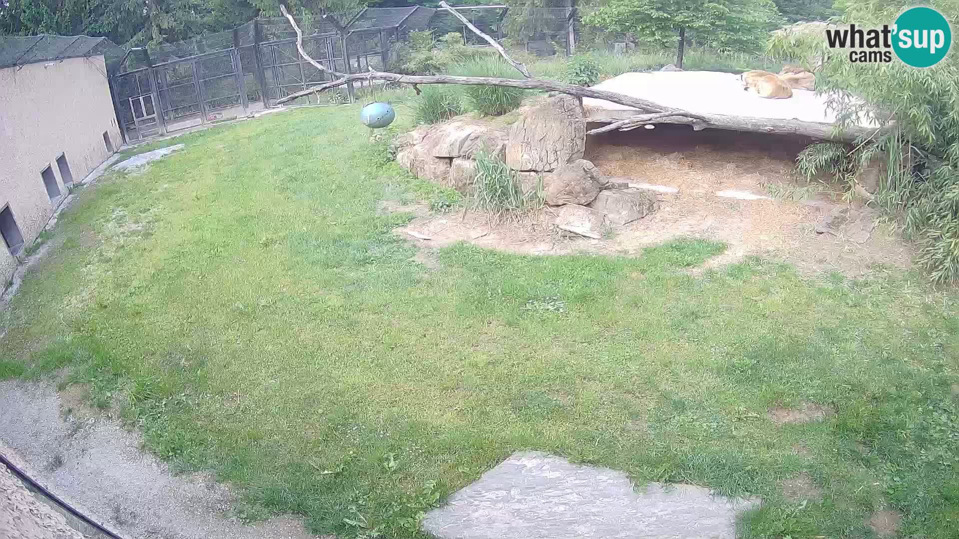 Löwe live Webcam im Zoo von Ljubljana – Slowenien