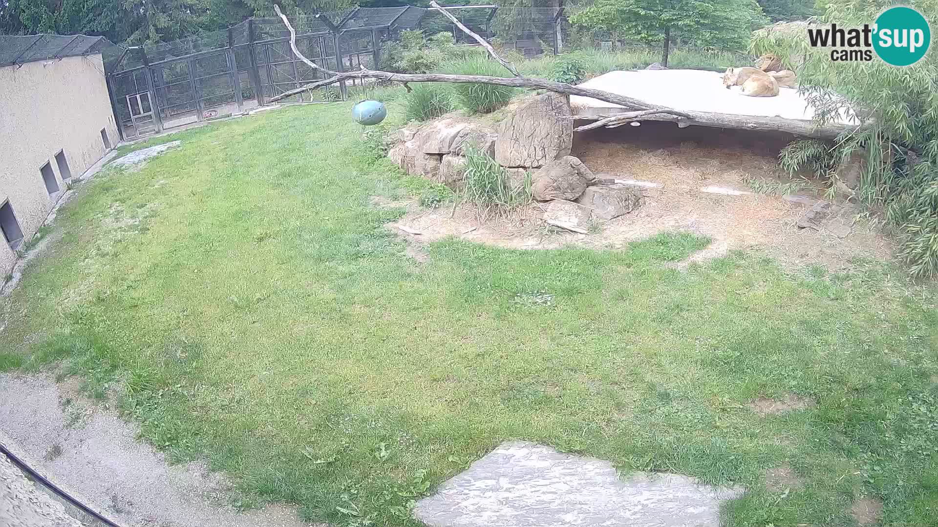 LEON Webcam en vivo en Ljubljana Zoo – Eslovenia