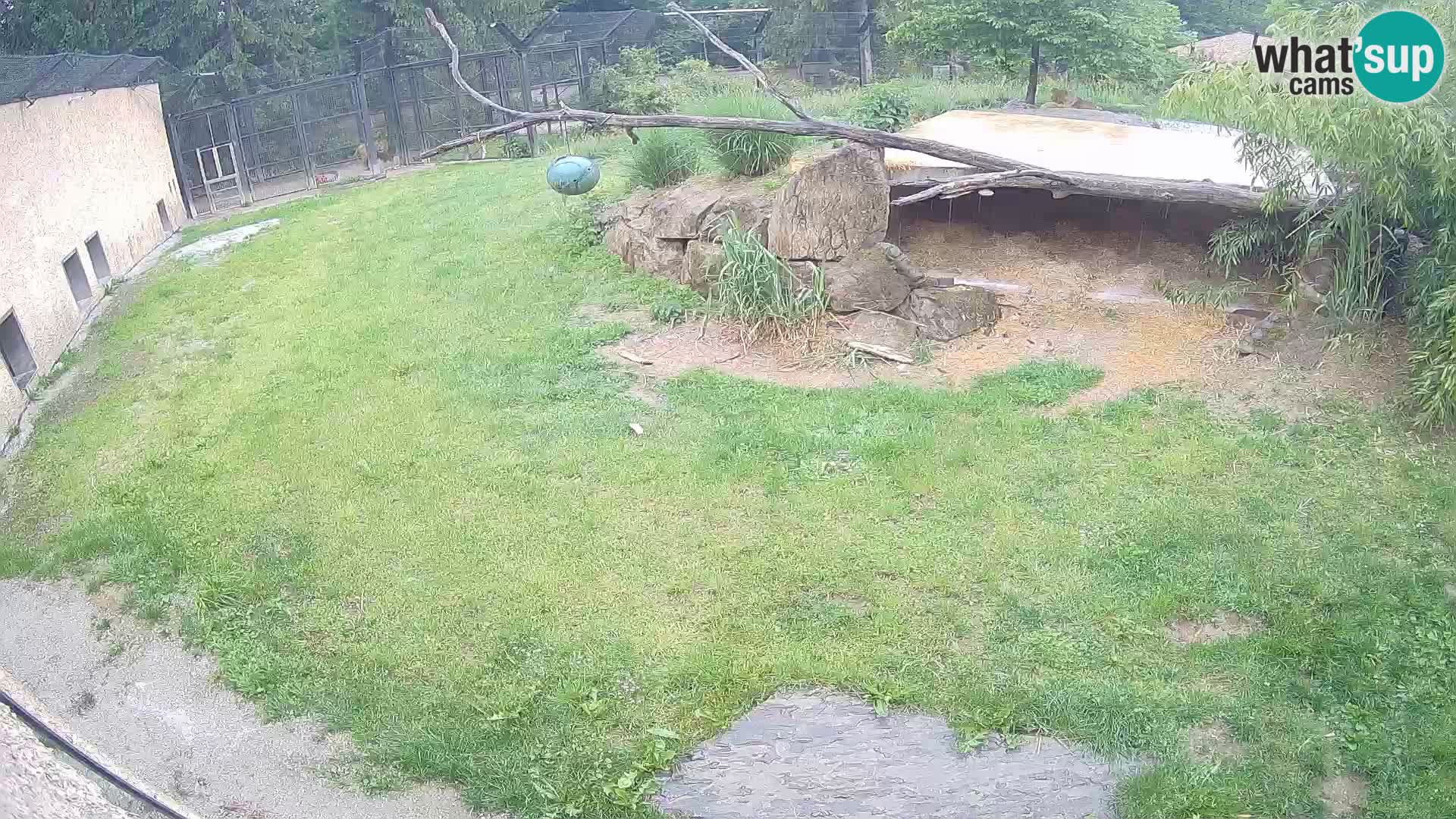 LION live Webcam in Ljubljana Zoo – Slovenia