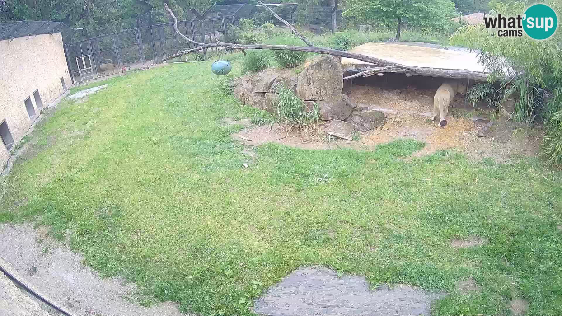 LEON Webcam en vivo en Ljubljana Zoo – Eslovenia