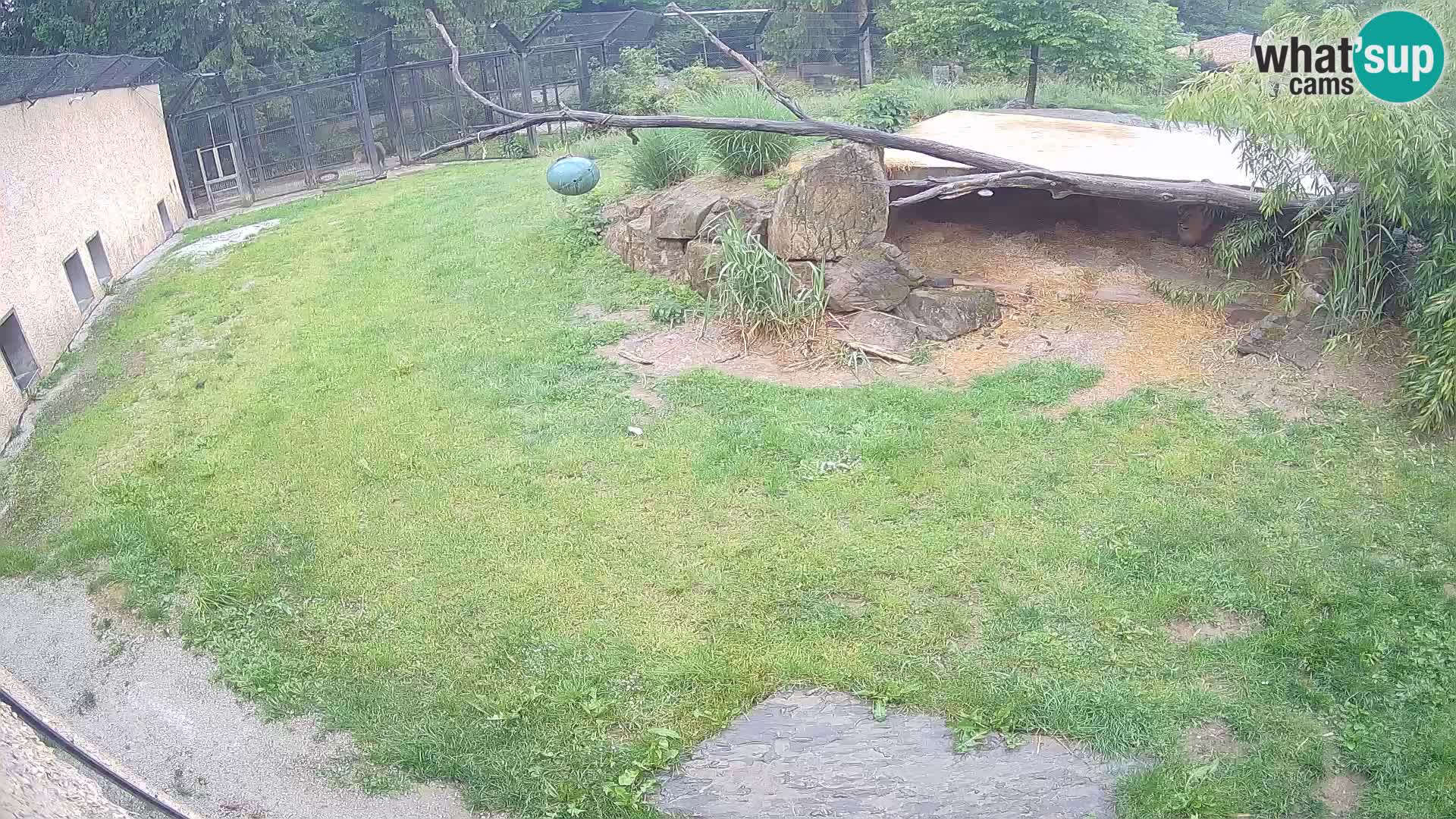 LEONE live Webcam nello zoo di Lubiana – Slovenia