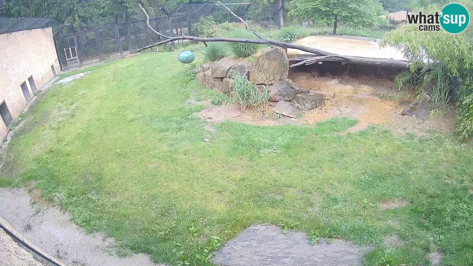 LEON Webcam en vivo en Ljubljana Zoo – Eslovenia