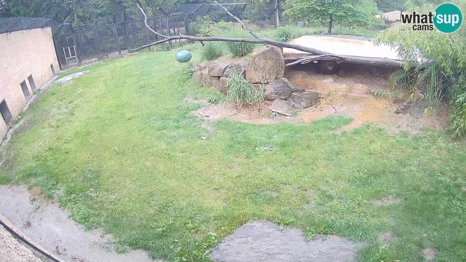 LION live Webcam in Ljubljana Zoo – Slovenia